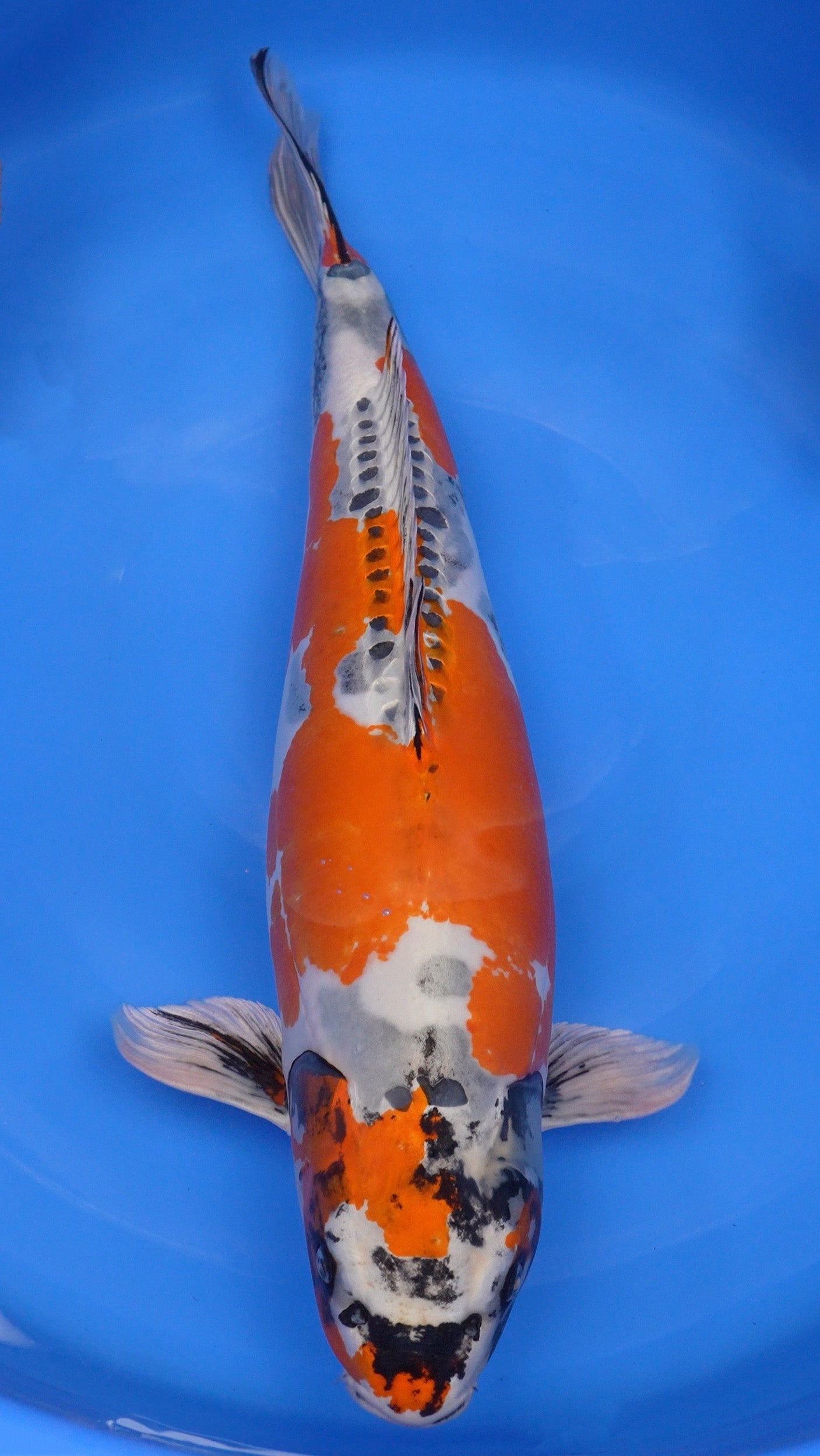 Beni Kikokuryu 27 inches − 180568283