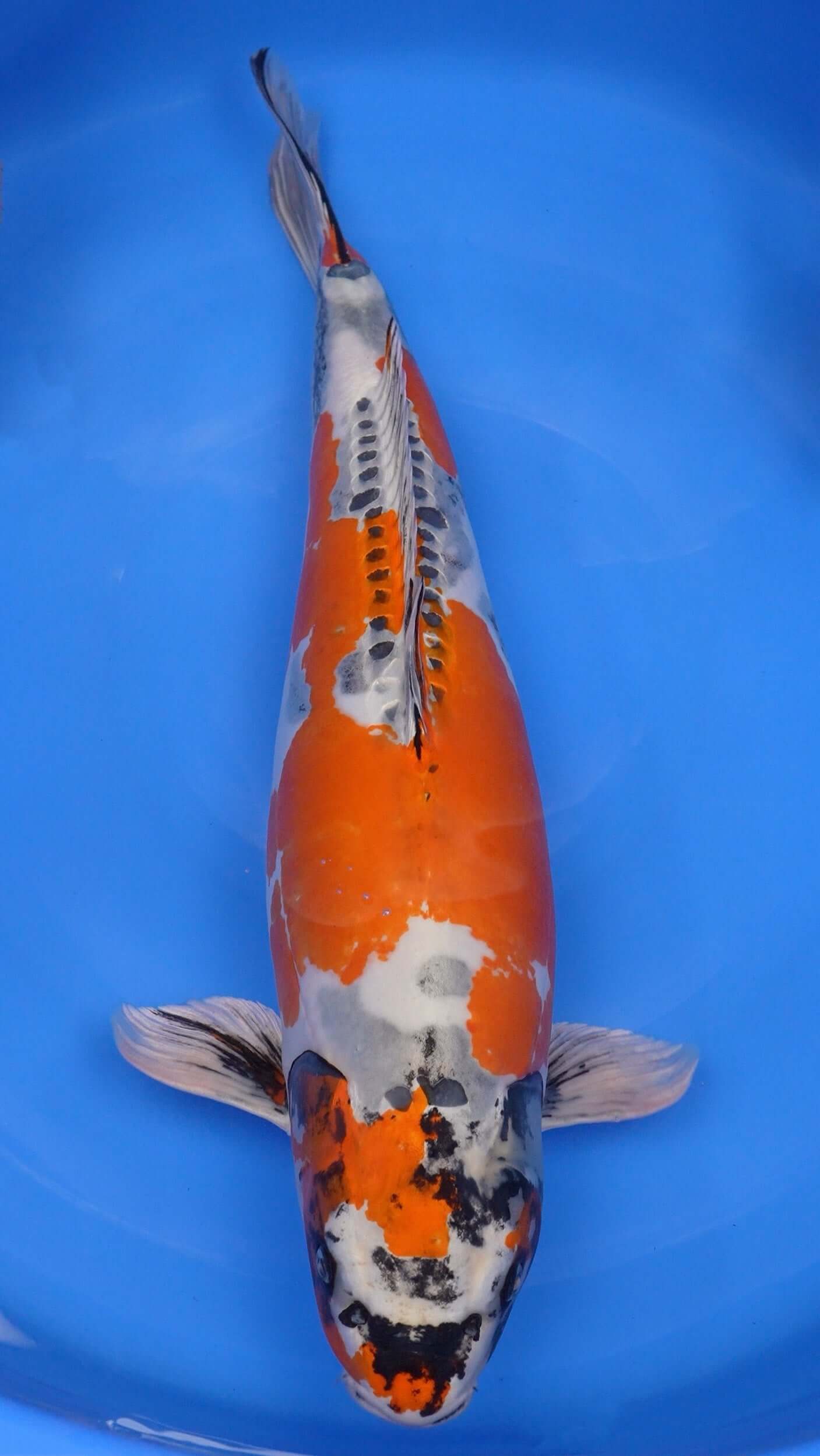 Beni Kikokuryu 28 inches − 180568283