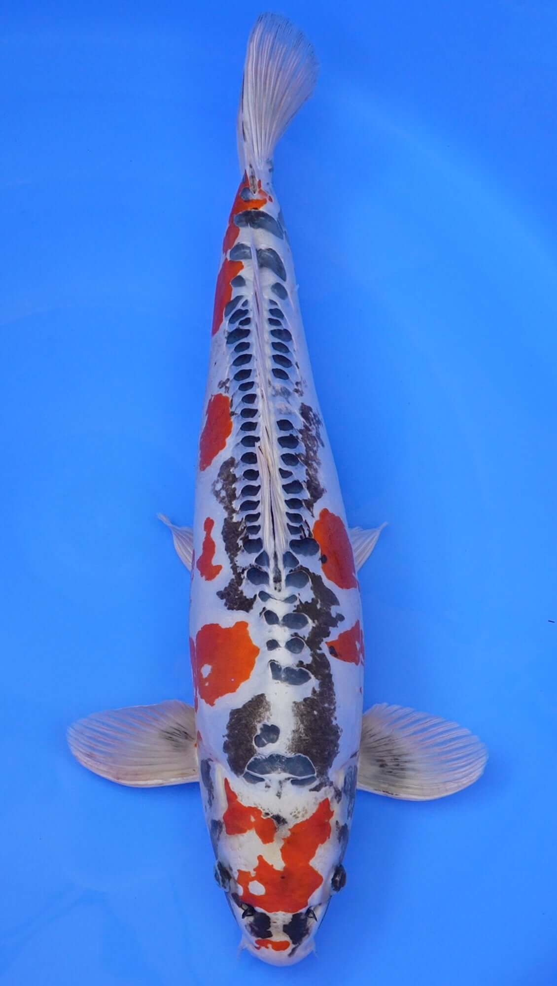 Beni Kikokuryu 23 inch - 210000298