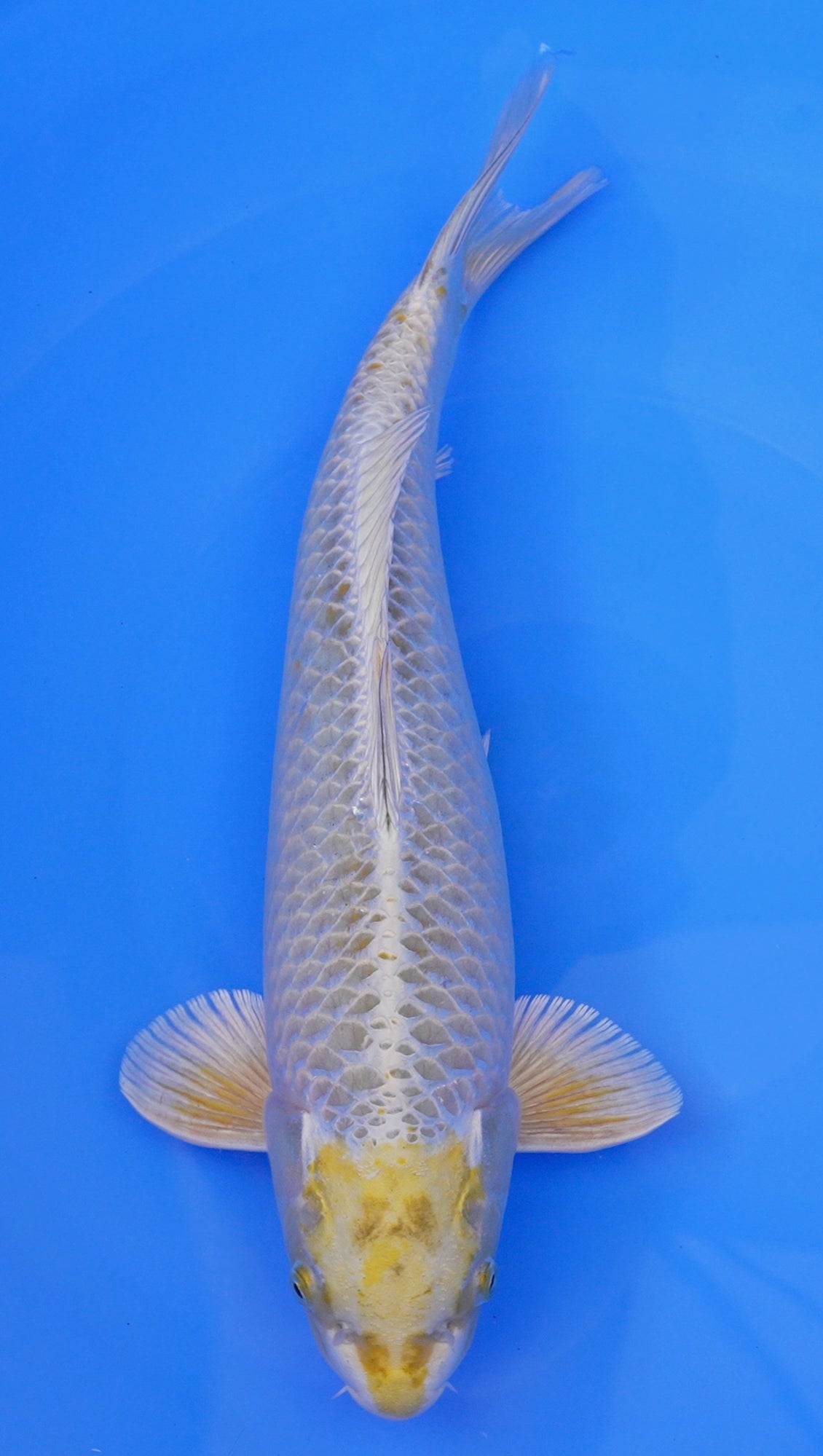 Metallic Ochiba 19 inch - 220126250