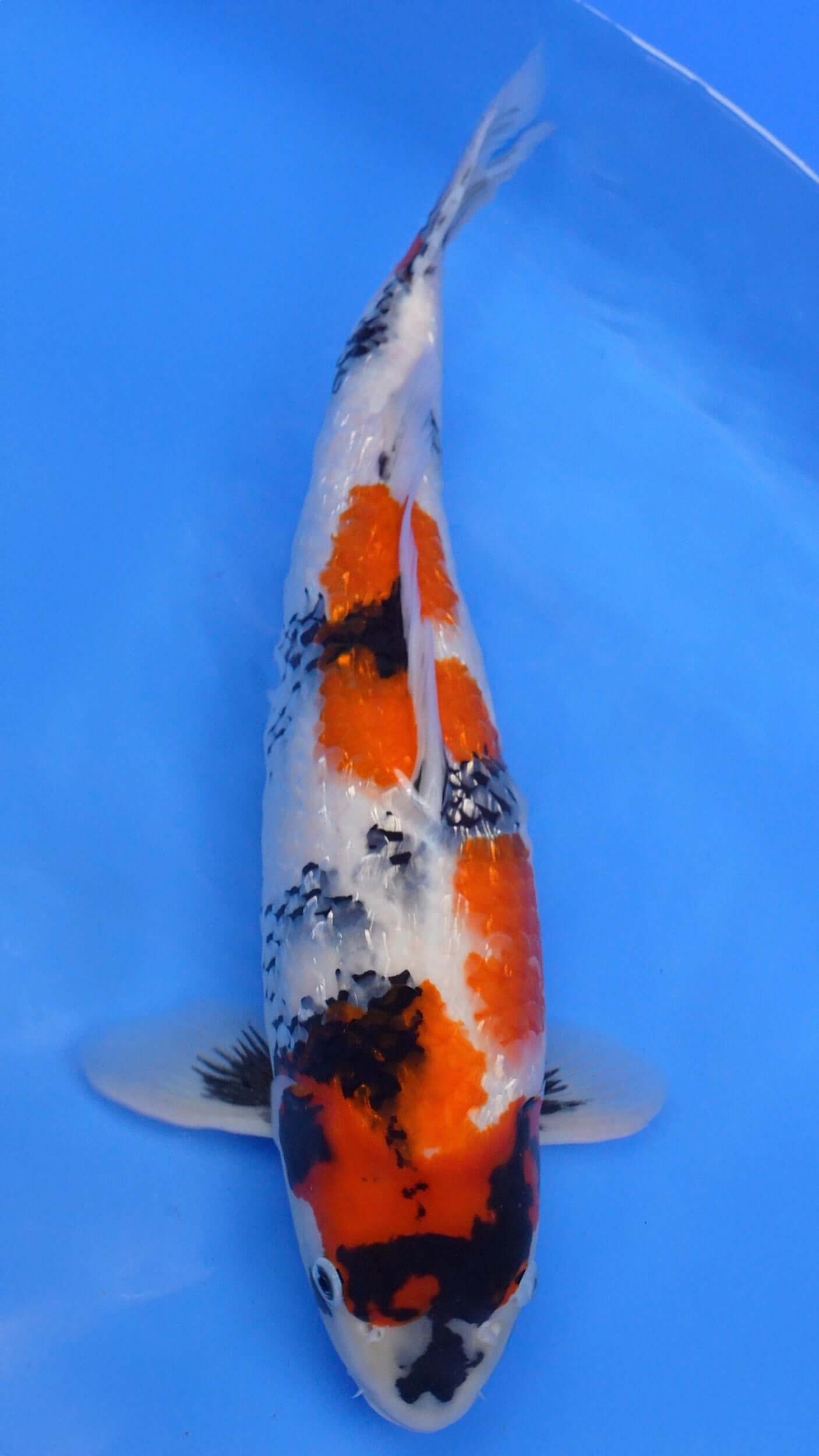 Gin Rin Showa 20 inches − 220431165