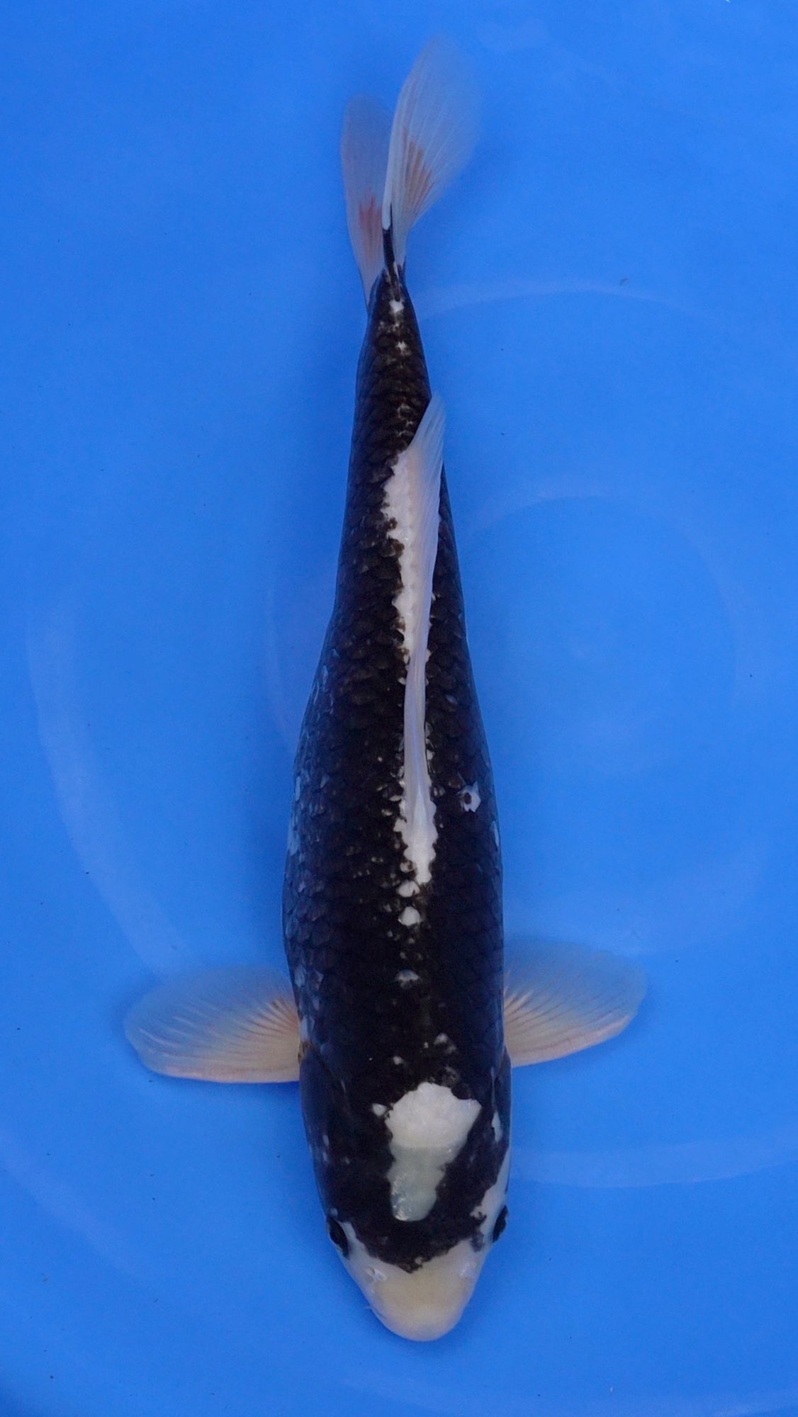 Matsukawabaki 20 inch - 220628416