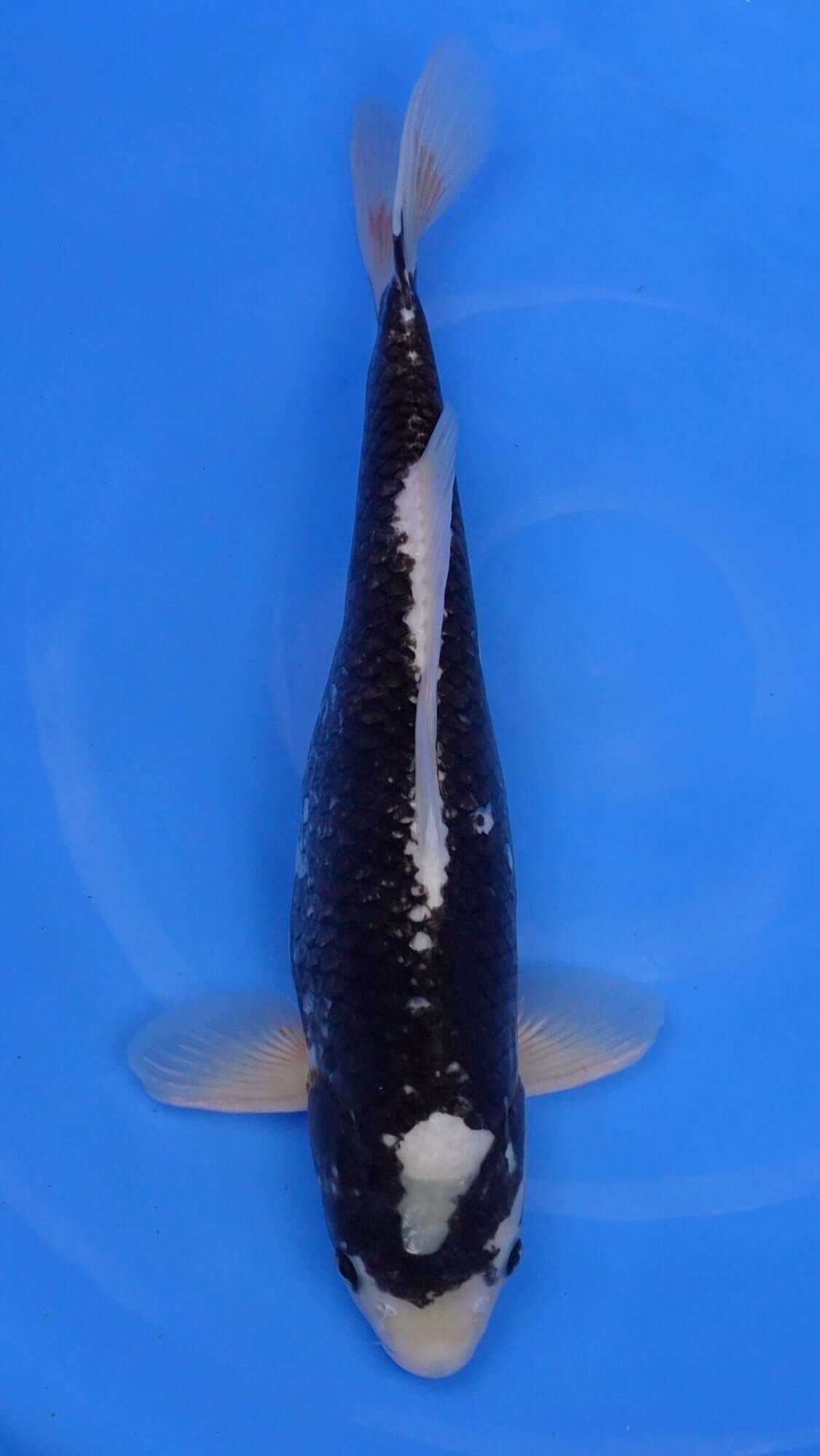 Matsukawabaki 20 inch - 220628416