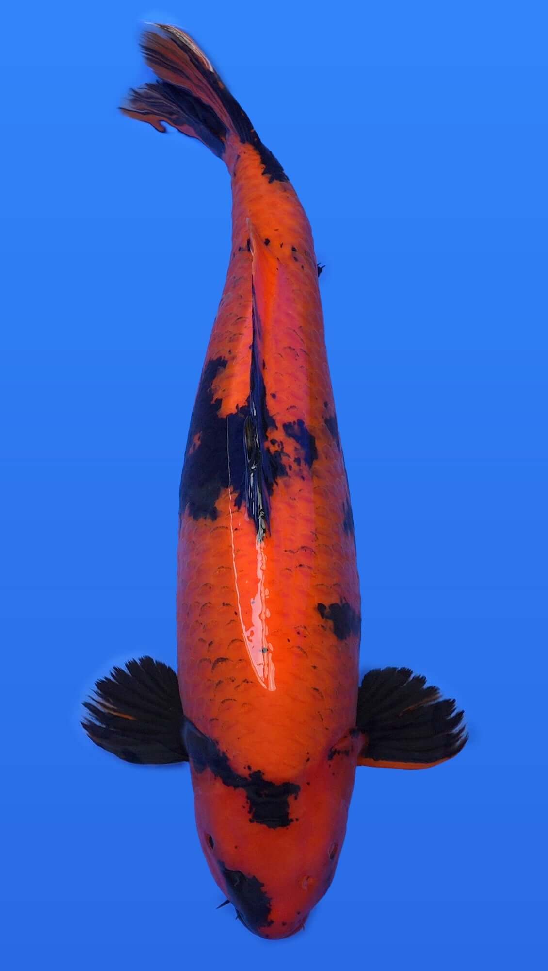 Hi Utsuri 30 inch - 222471363
