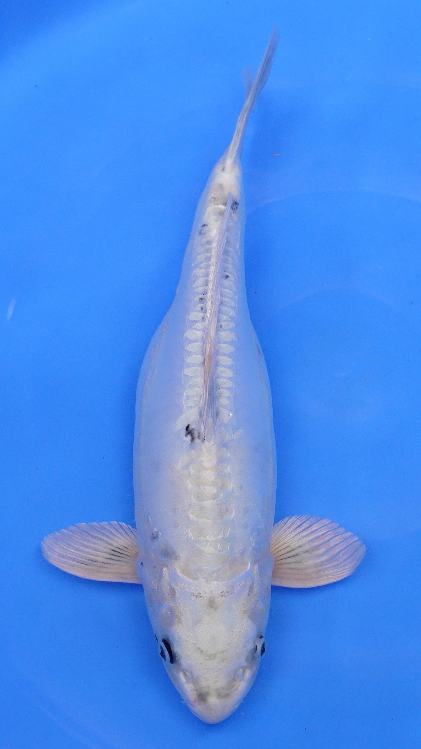 Doitsu Metallic Shiro Utsuri 19 inches − 230118264