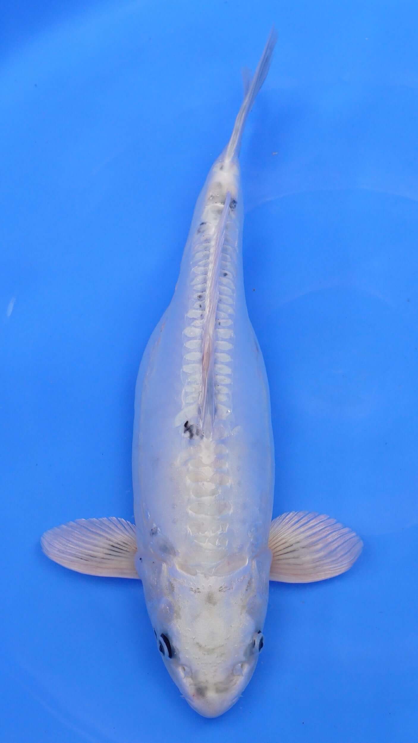 Doitsu Metallic Shiro Utsuri 19 inches − 230118264