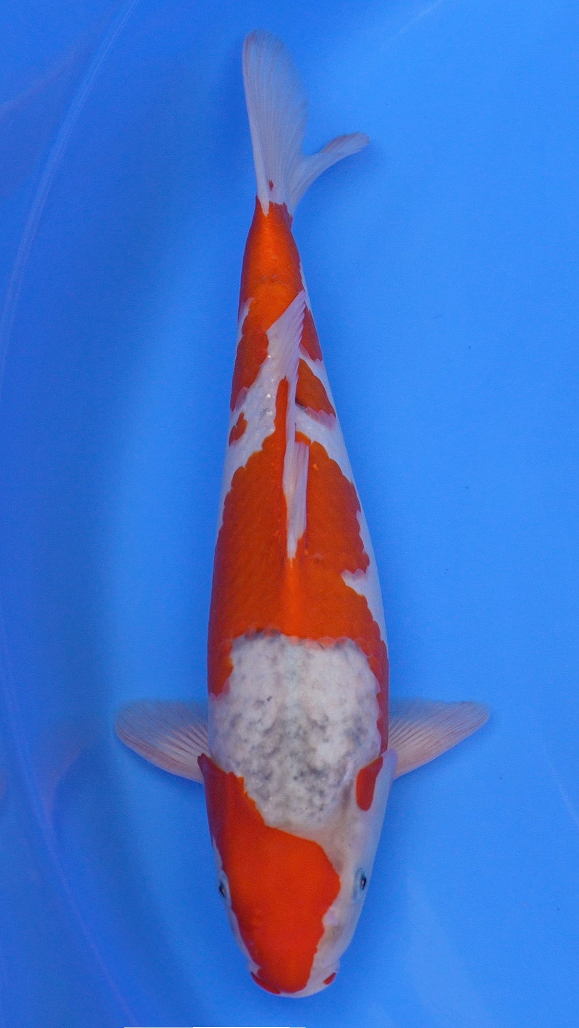 Goshiki 16 inch - 230226104