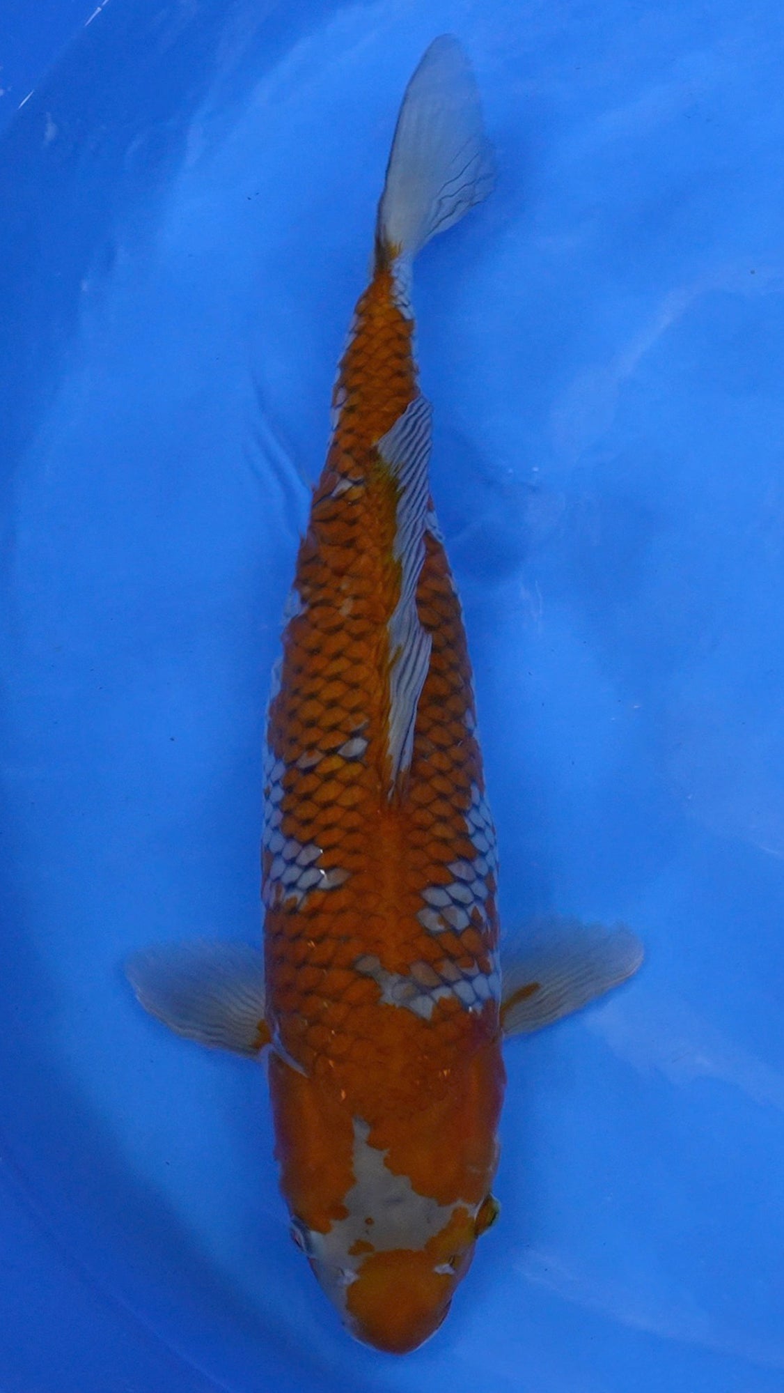 Ochiba 20 inch - 230257010