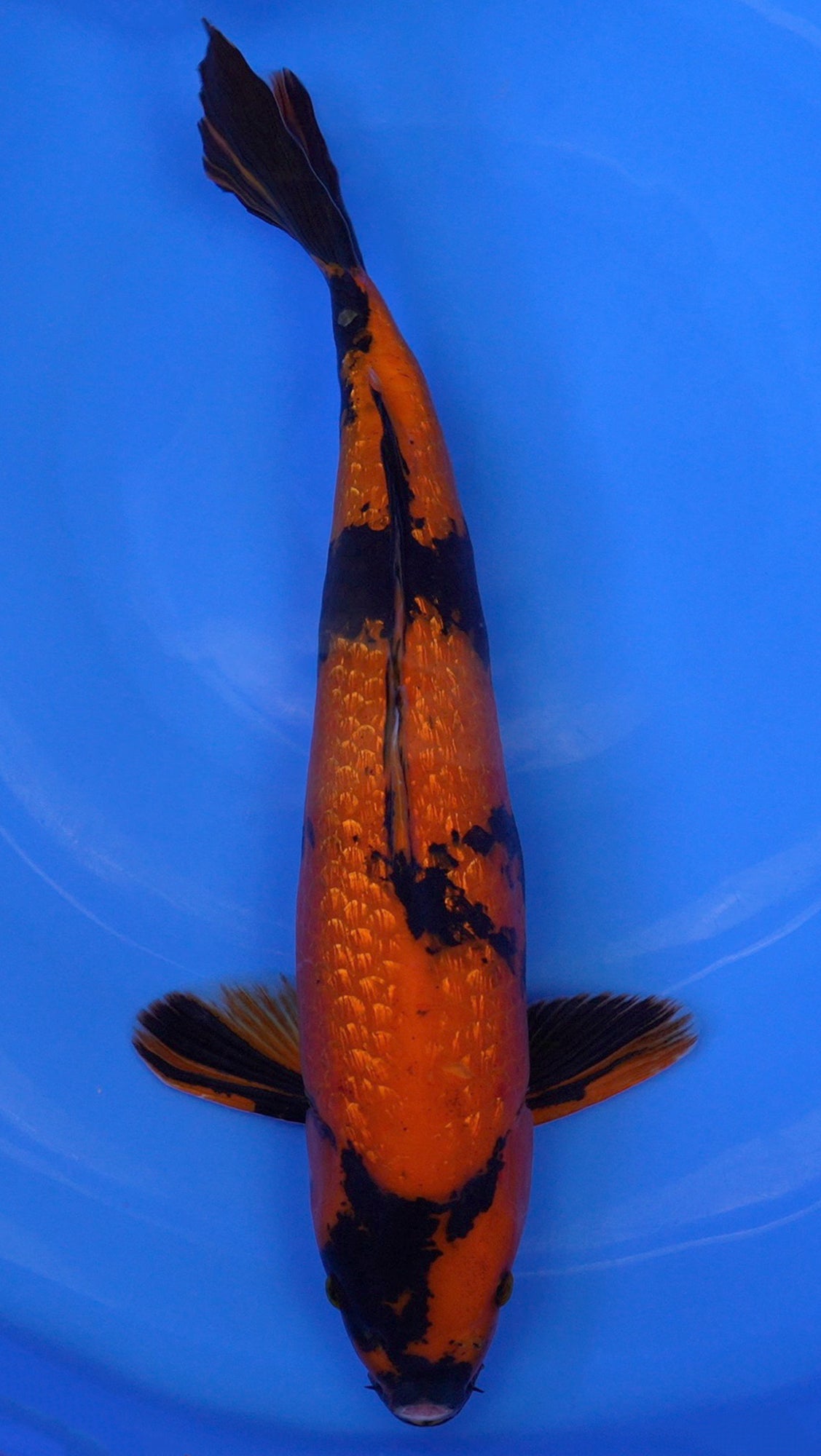 Gin Rin Hi Utsuri 20 inch - 230257012