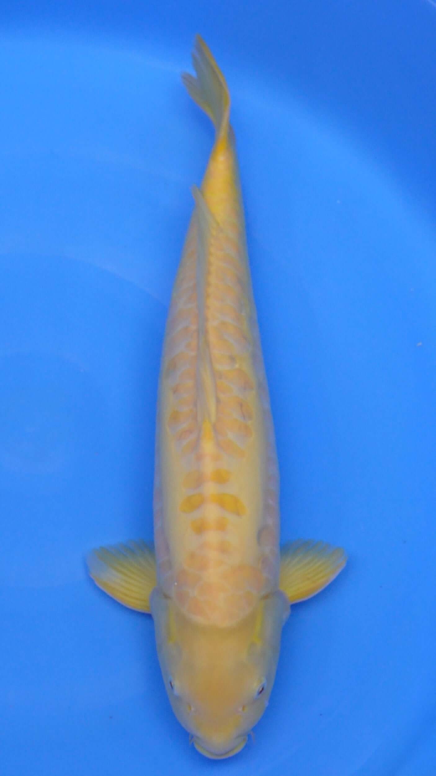 Aragoke Albino Karashigoi 22 inches − 230257013