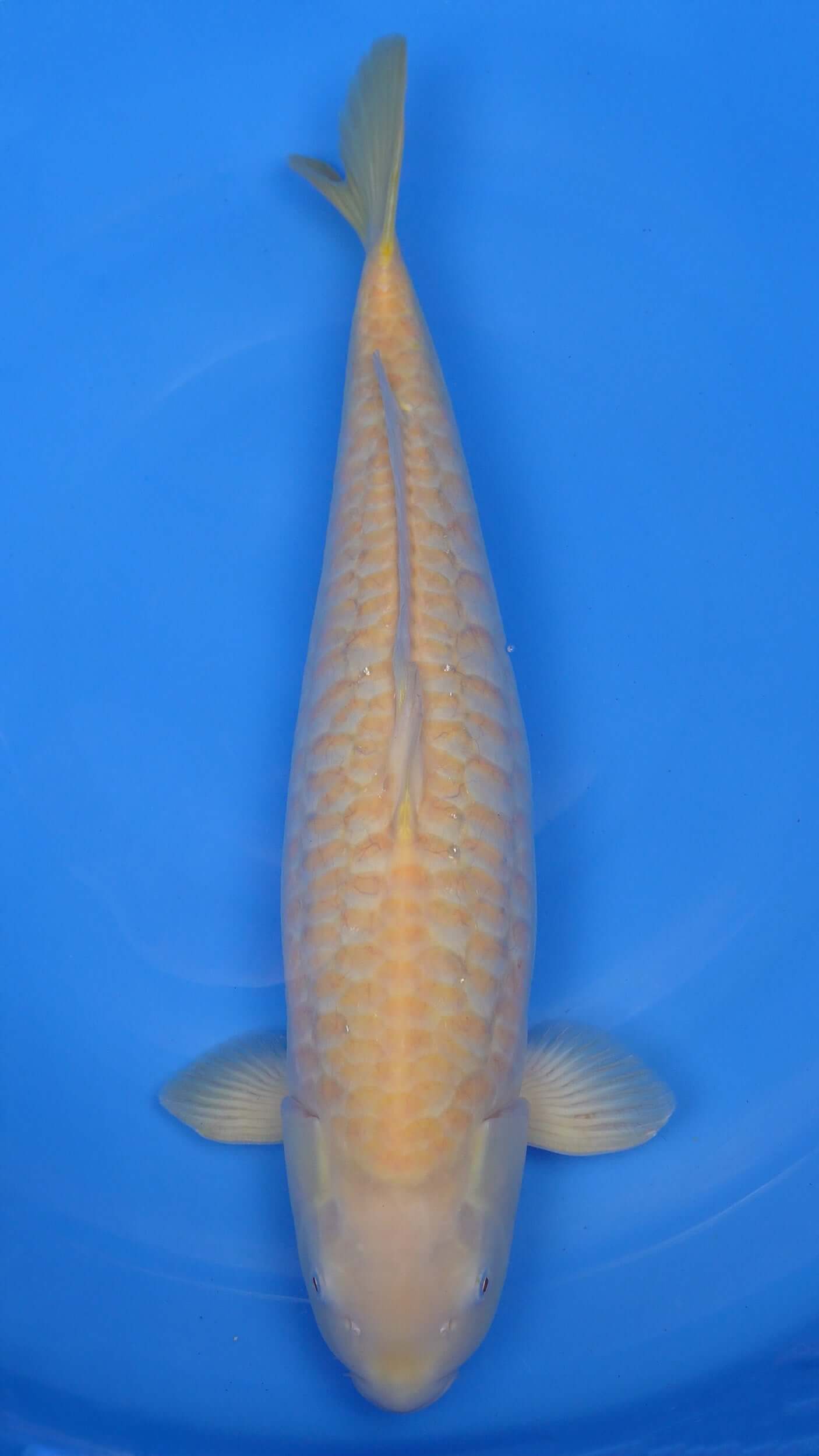 Albino Aragoke Karashigoi 23 inch - 230291337