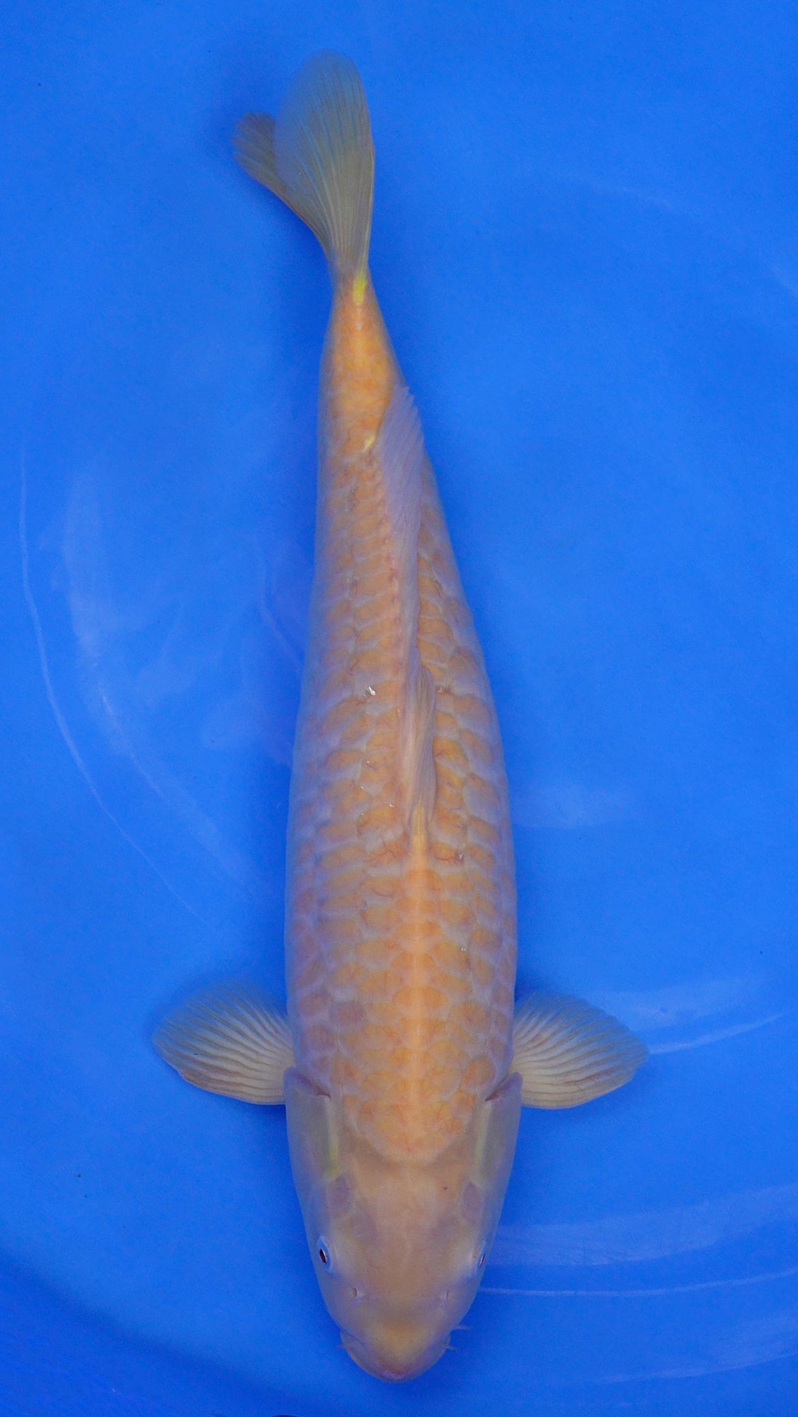 Aragoke Karashigoi 21 inch - 230291337