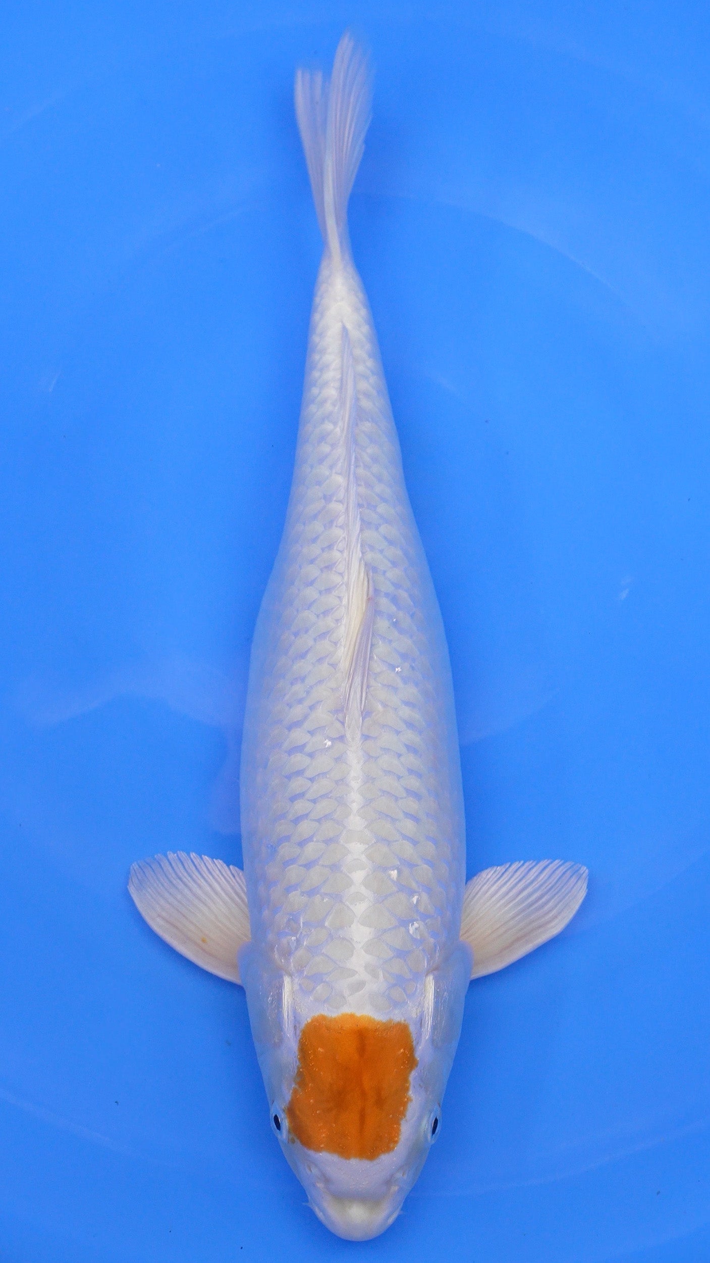 Tancho Hariwake 20 inches − 230331111