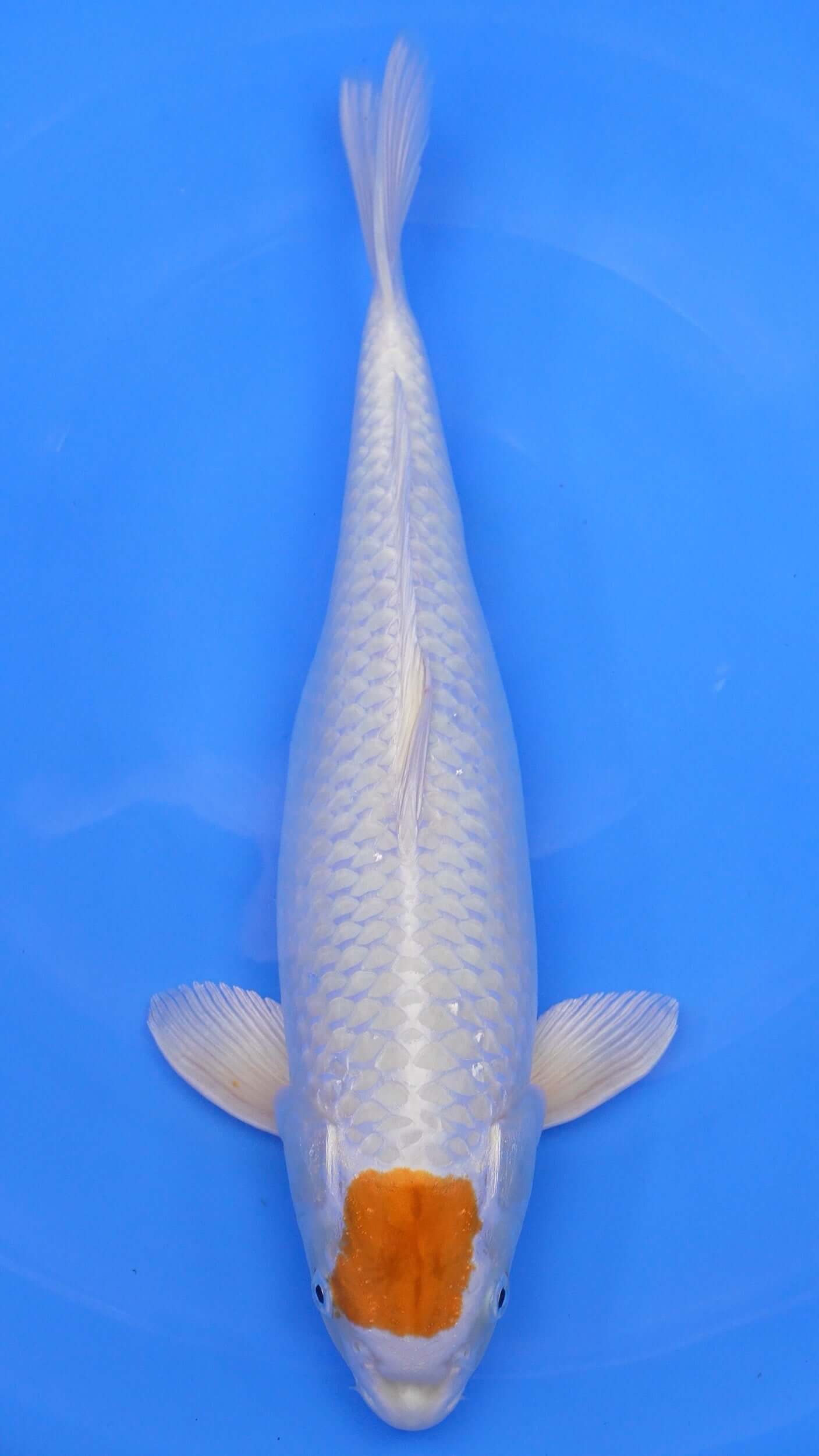 Tancho Hariwake 21 inches − 230331111