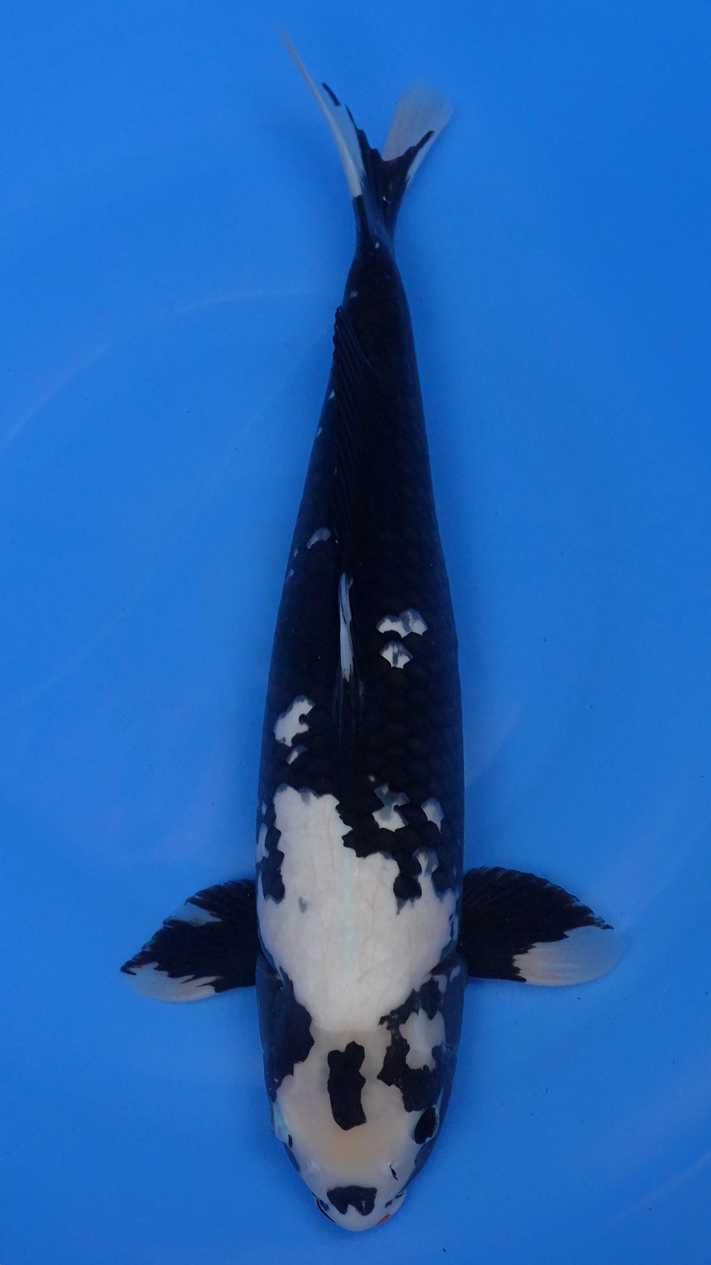 Hajiro 21 inches − 230331114