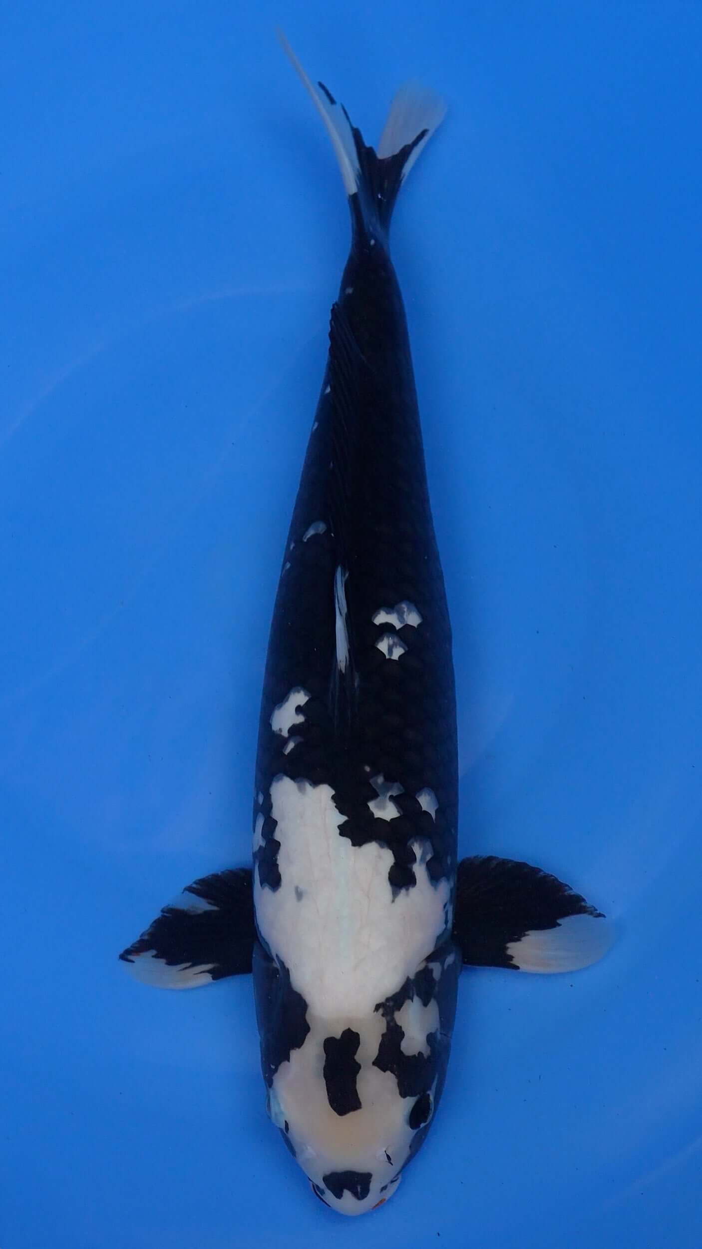 Hajiro 21 inches − 230331114