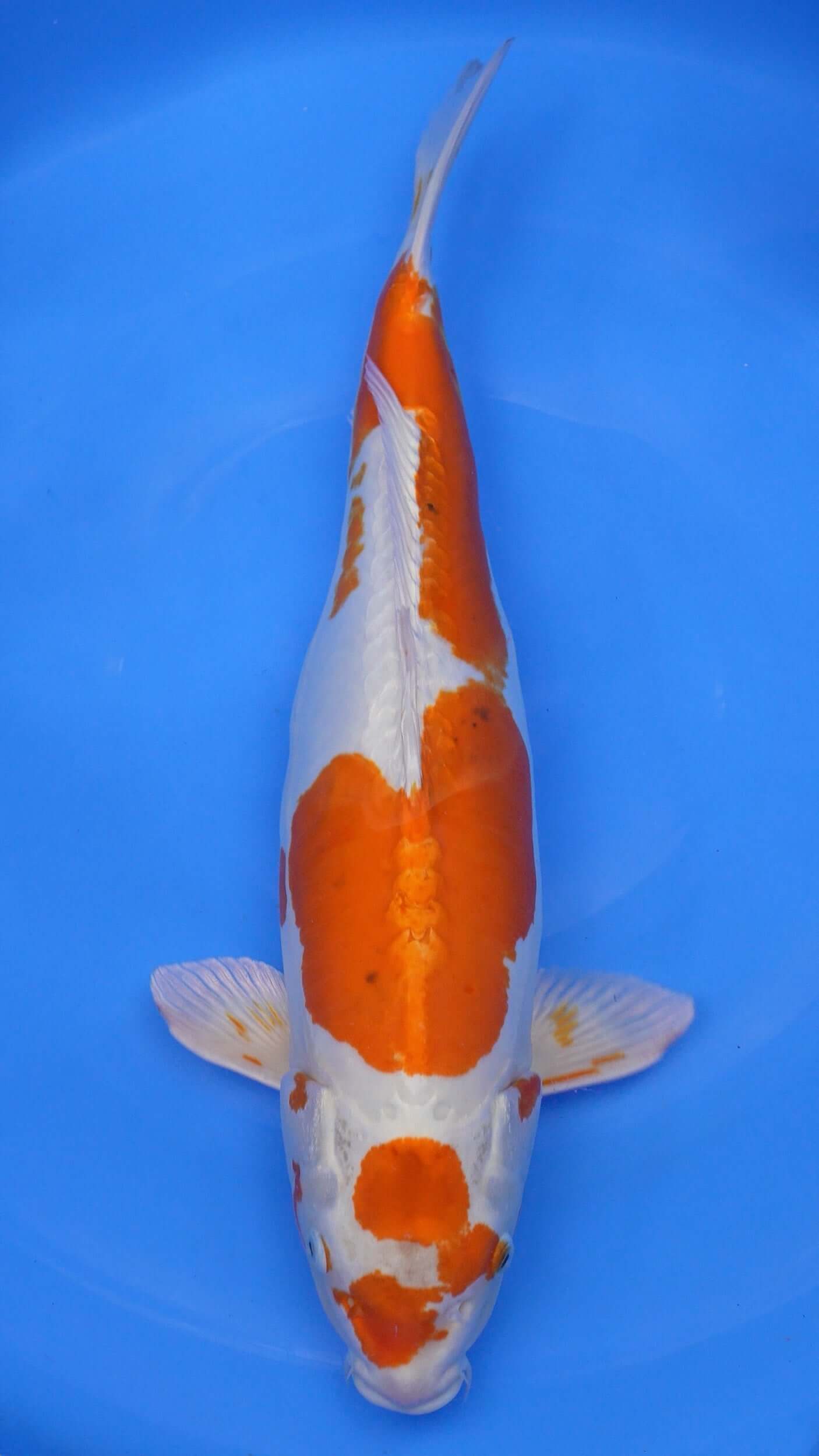 Kikusui 24 inches − 230335319