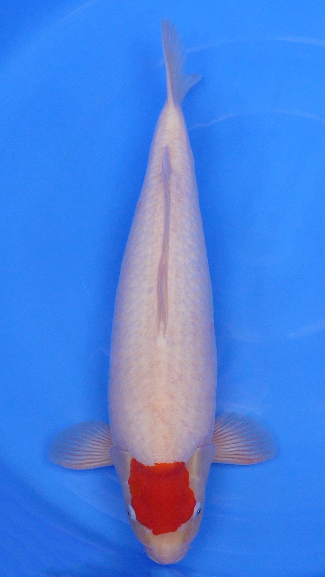 Tancho Kohaku 22 inch - 230808296