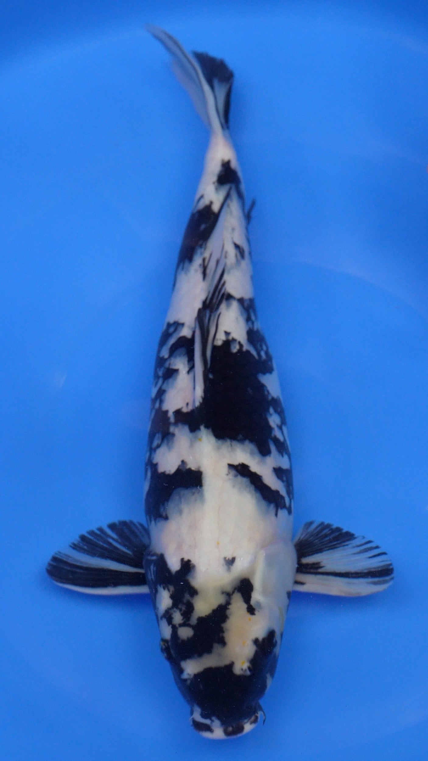 Shiro Utsuri 21 inches − 230875350