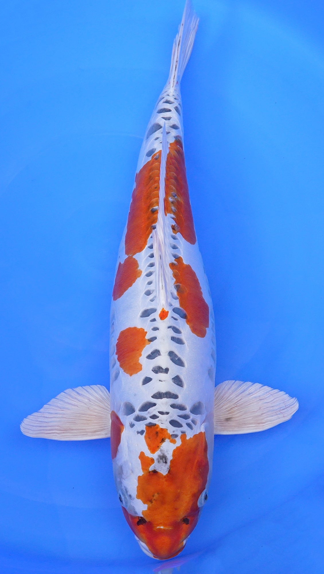 Doitsu Kujaku 26 inch - 231278338