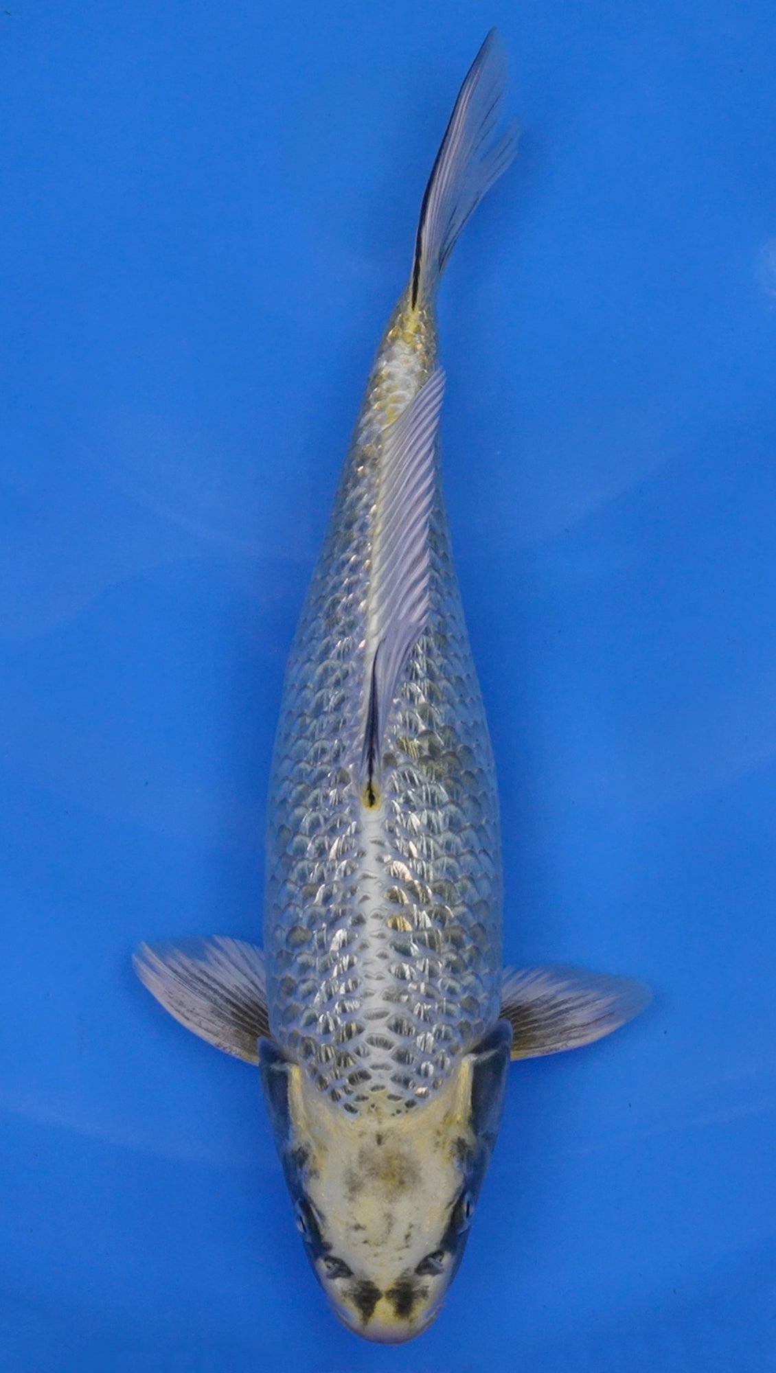 Yellow Ginga 14 inch - 240054090