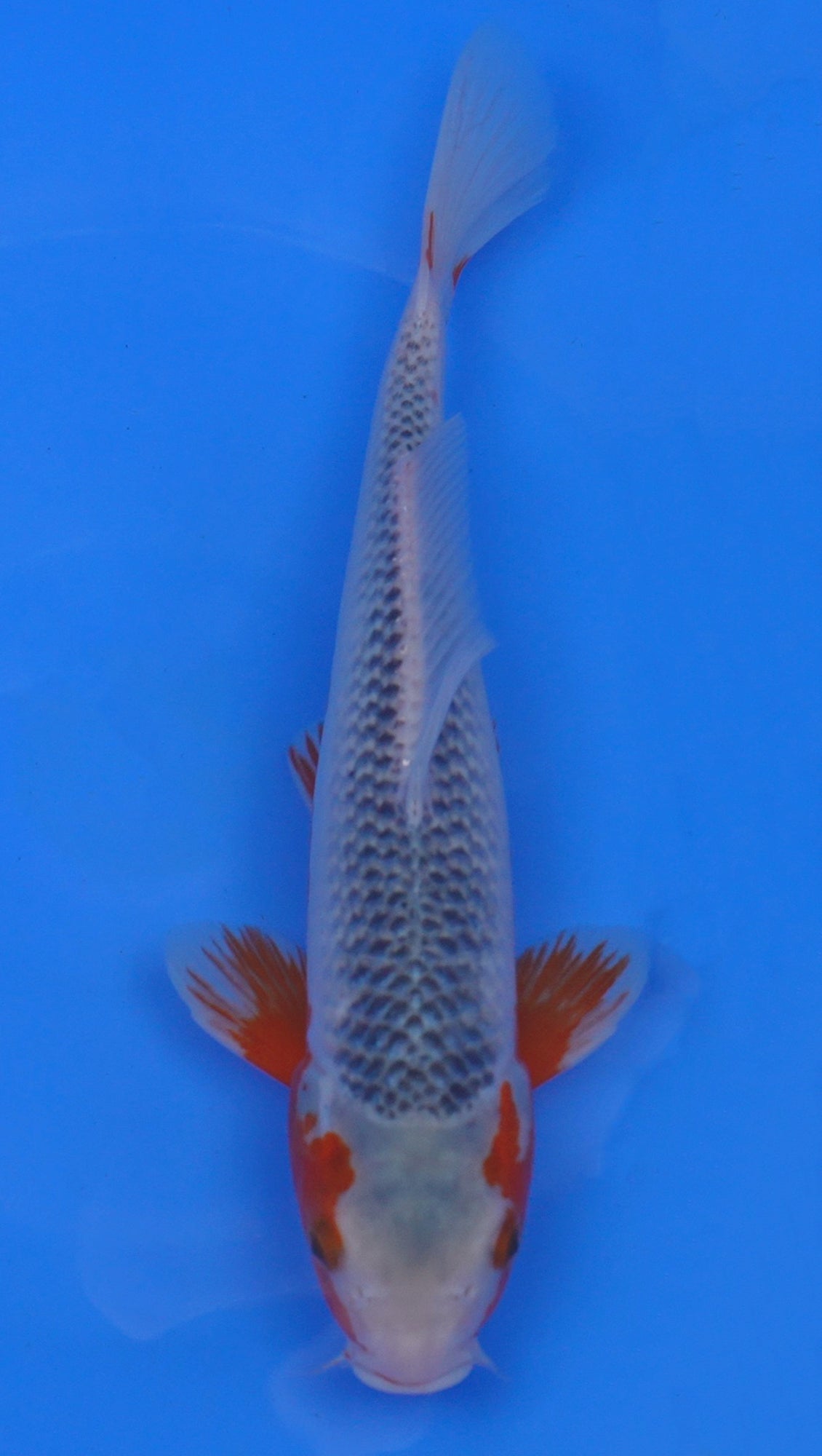 Asagi 14 inch - 240054183