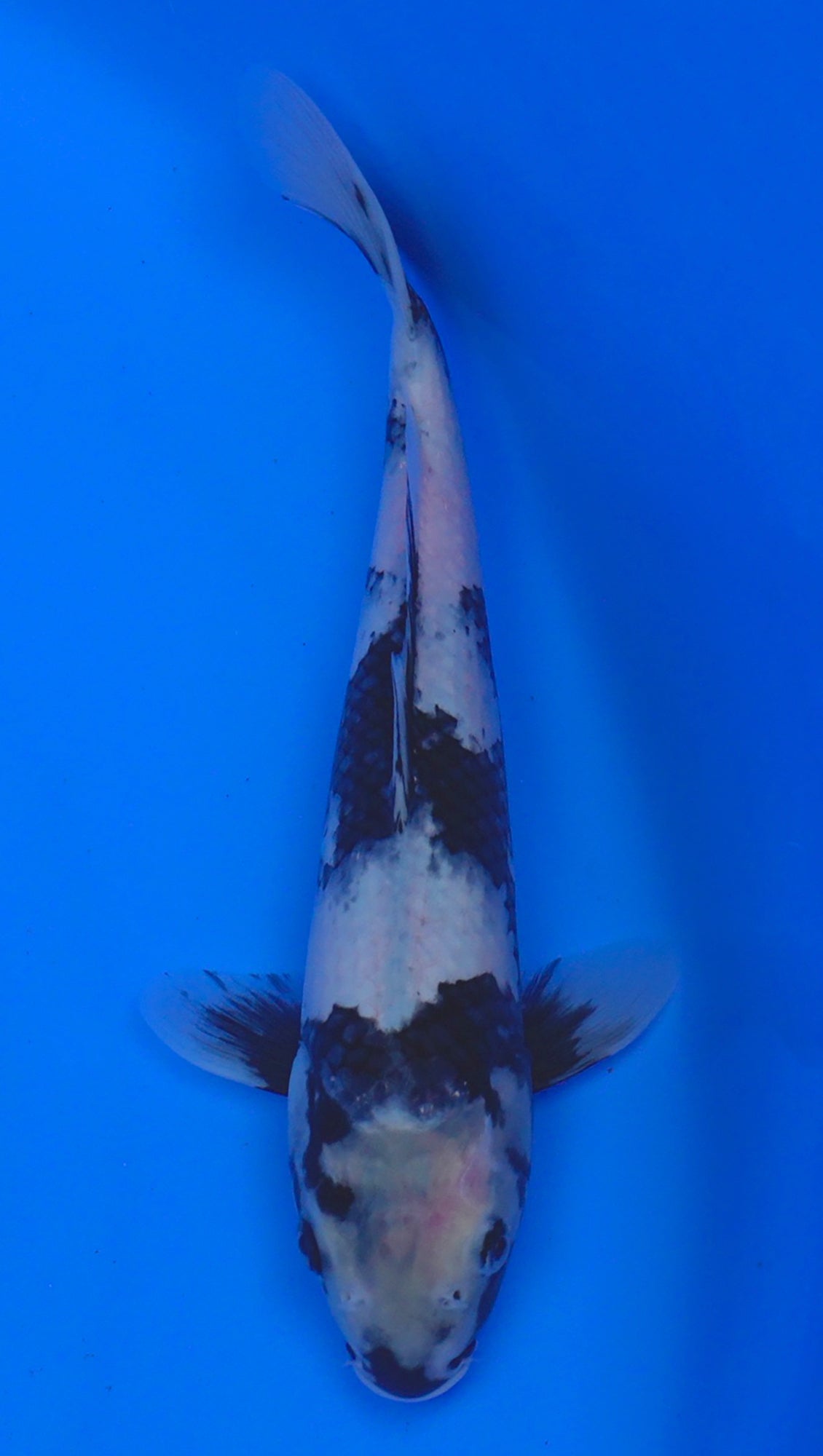 Shiro Utsuri 12 inch - 240054186