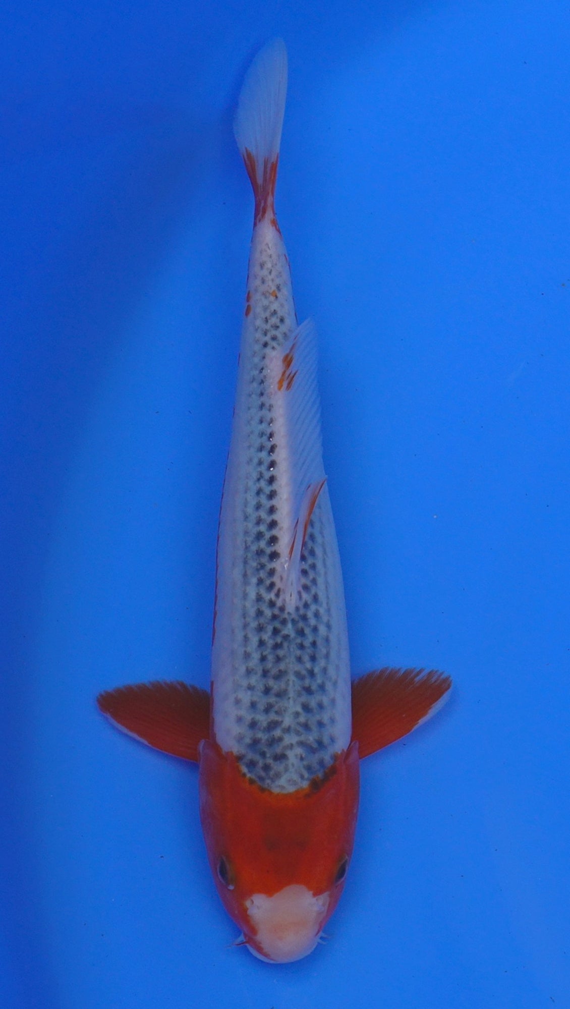 Asagi 13 inch - 240054187