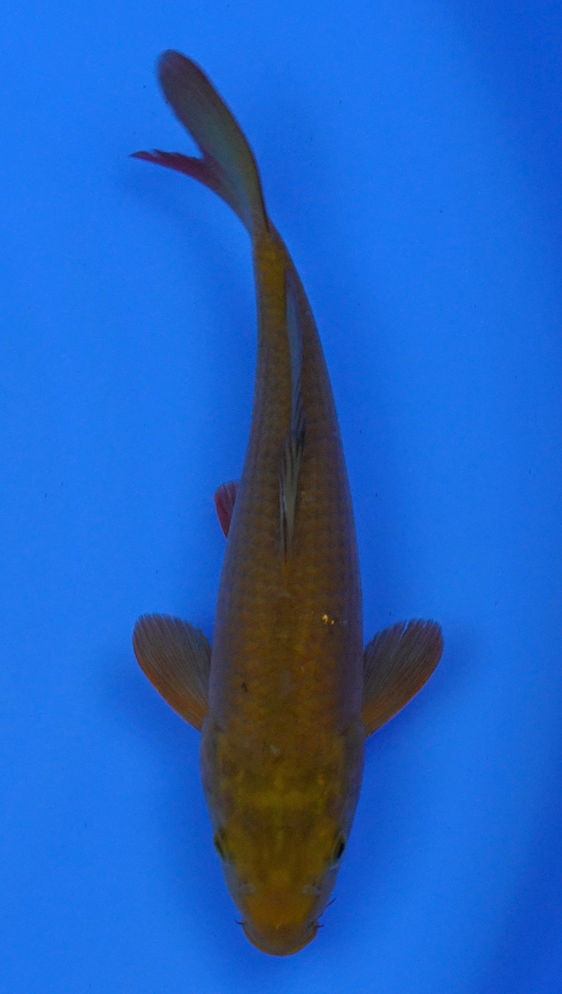 Chagoi 11 inch - 240054191