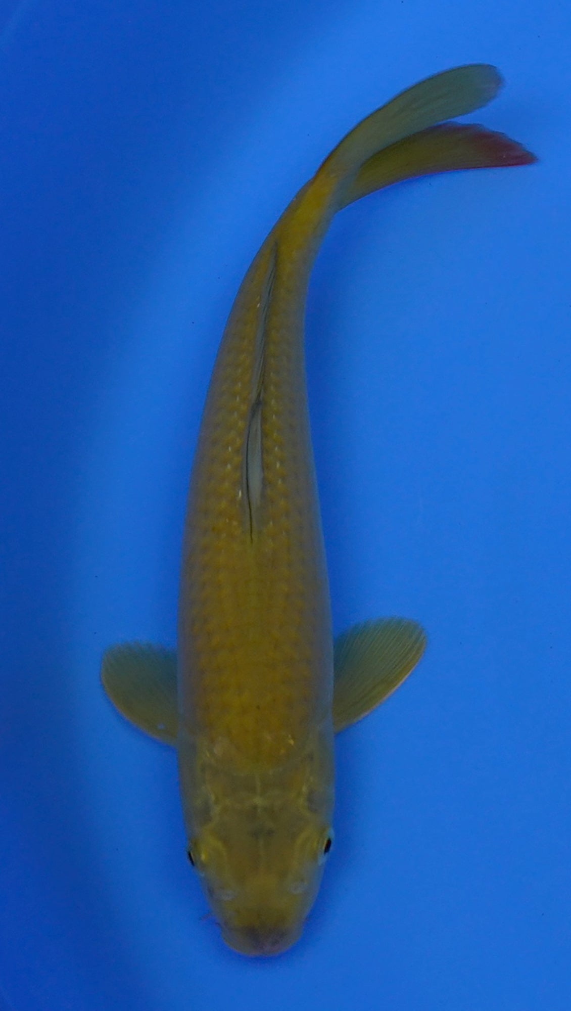 Chagoi 15 inch - 240054194