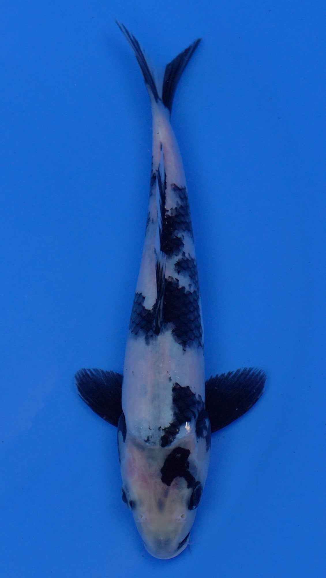 Shiro Utsuri 11 inch - 240054196