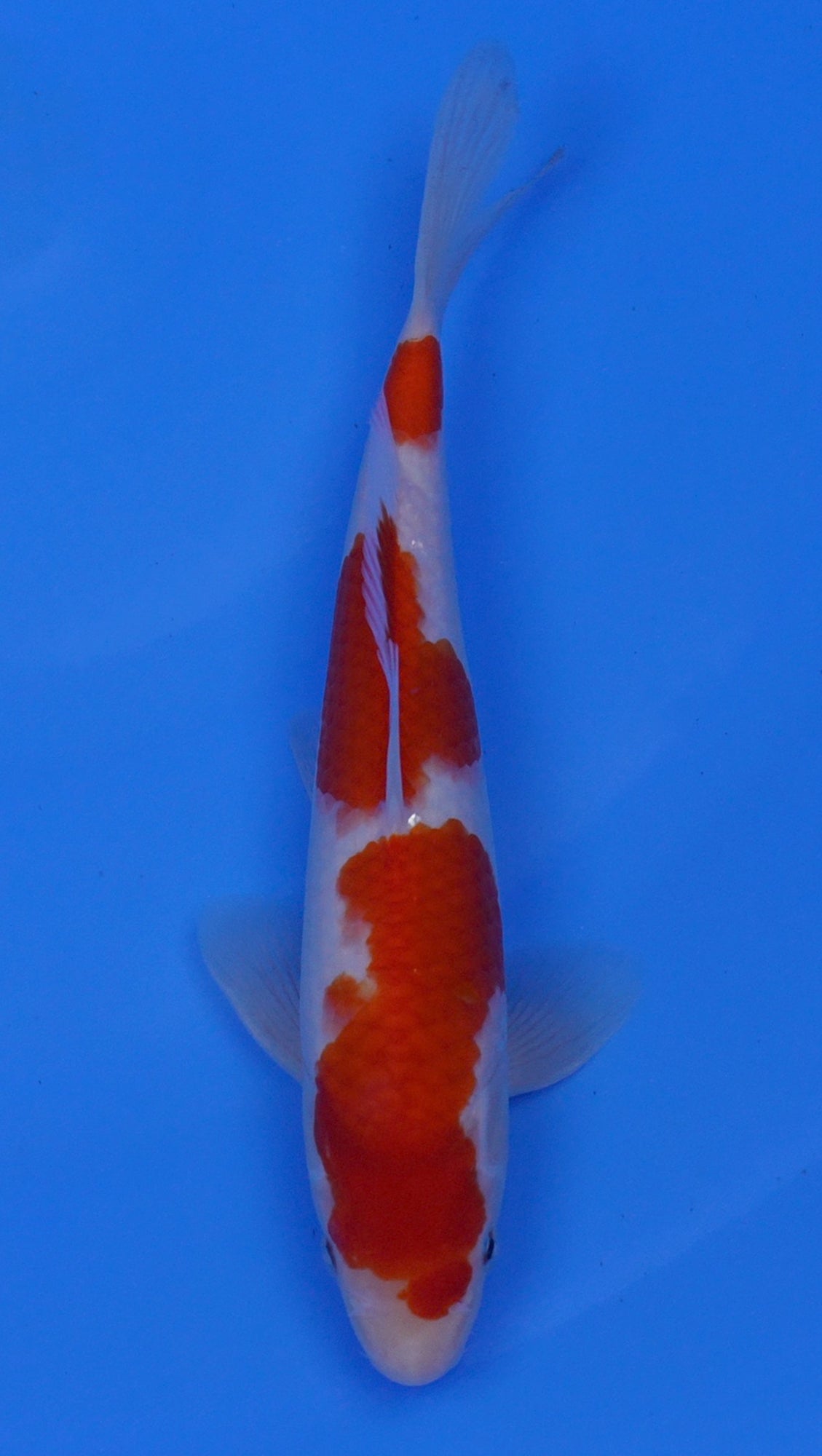 Kohaku 12 inch - 240054197