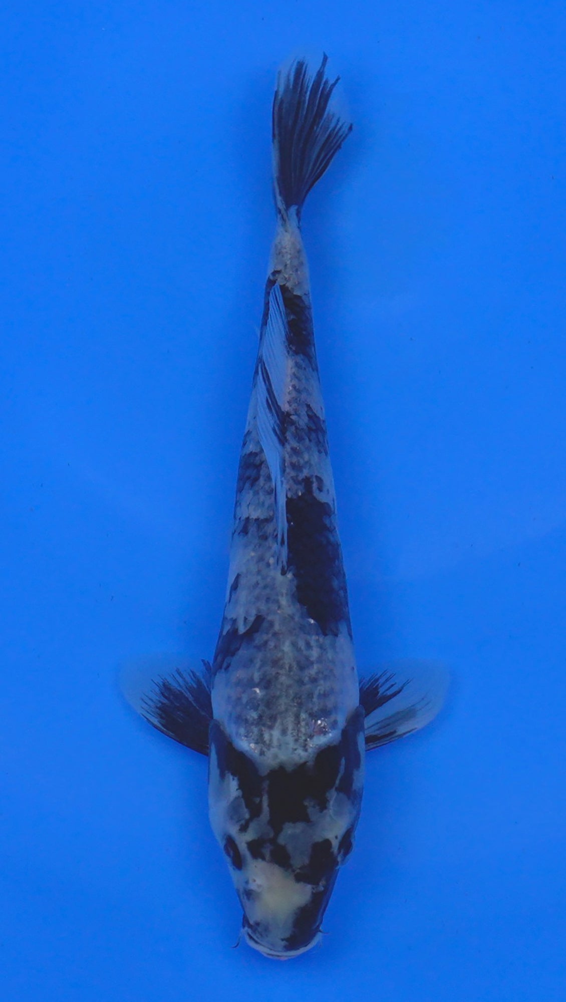 Kage Shiro Utsuri 11 inch - 240054199