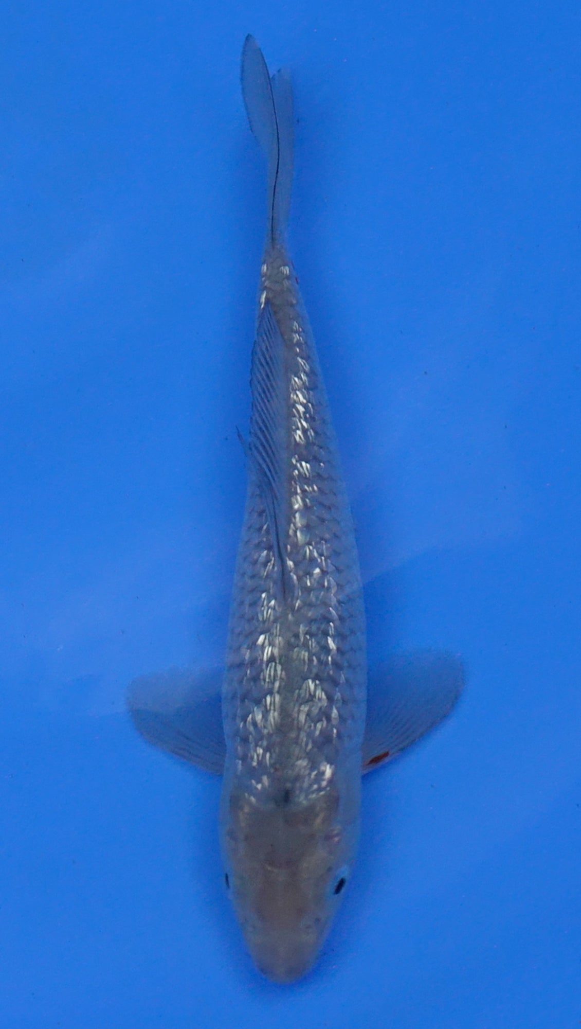 Gin Rin Soragoi 9 inch - 240054202