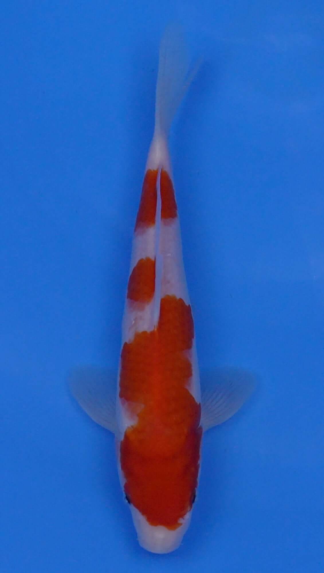 Kohaku 10 inch - 240054204