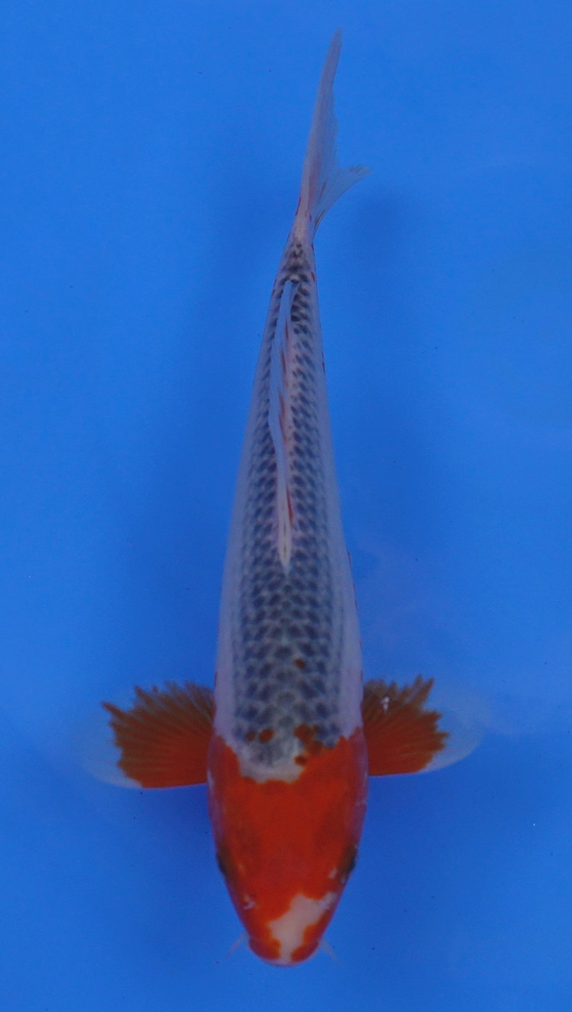 Asagi 12 inch - 240054206