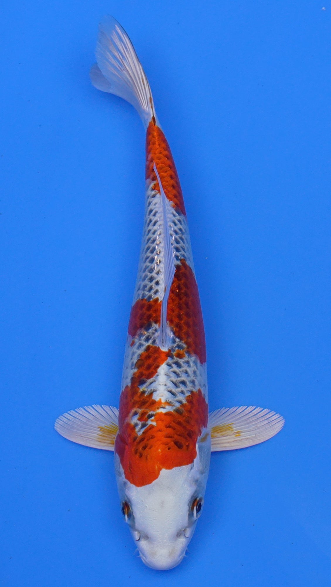 Kujaku 11 inch - 240054208