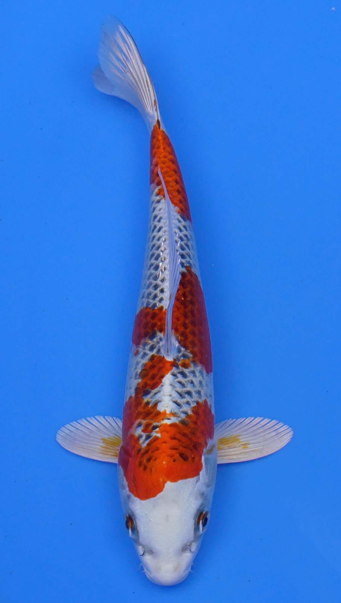 Kujaku 11 inch - 240054208