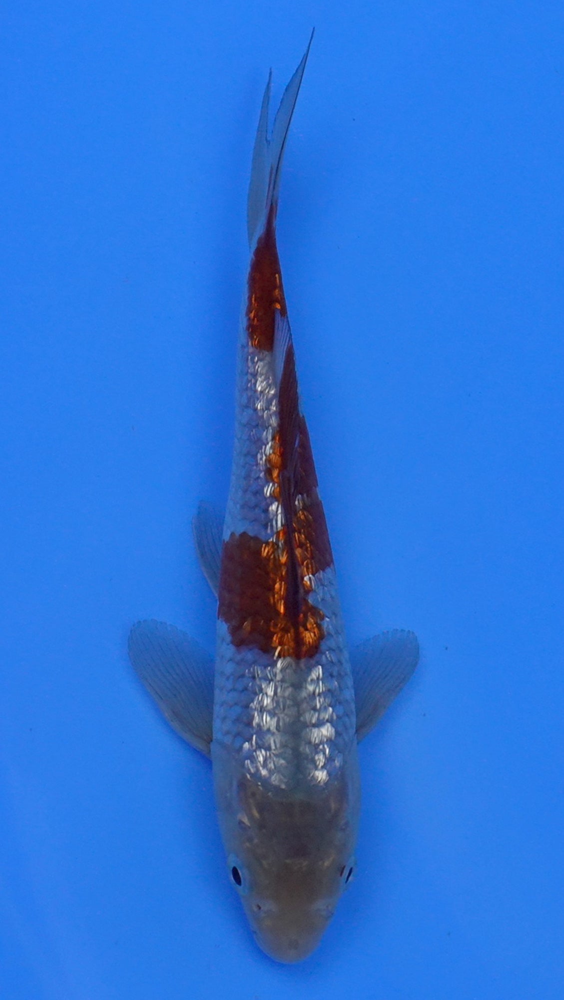 Gin Rin Ochiba 11 inch - 240054211