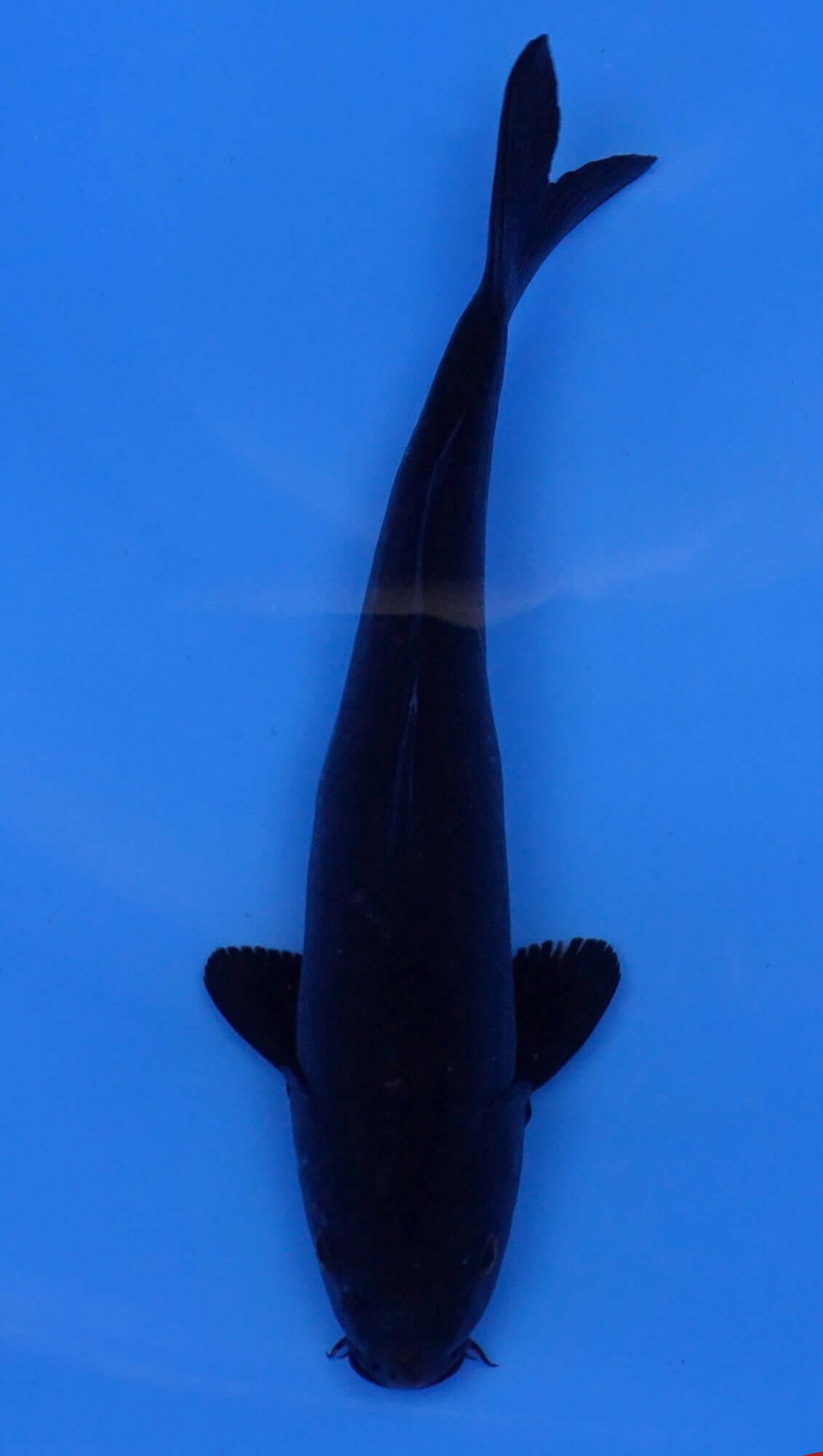 Karasu 11 inch - 240054212
