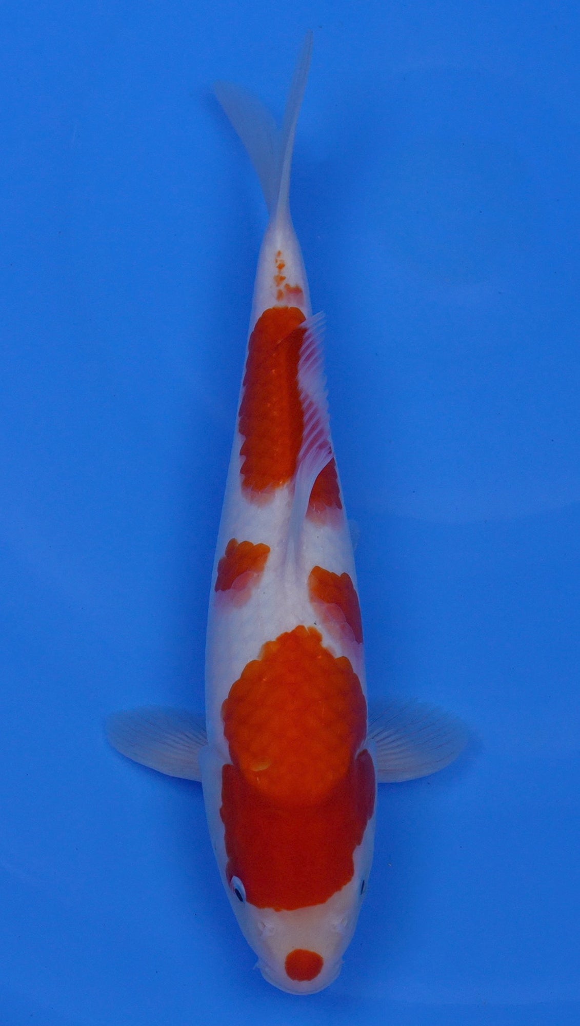 Kohaku 14 inch - 240054214