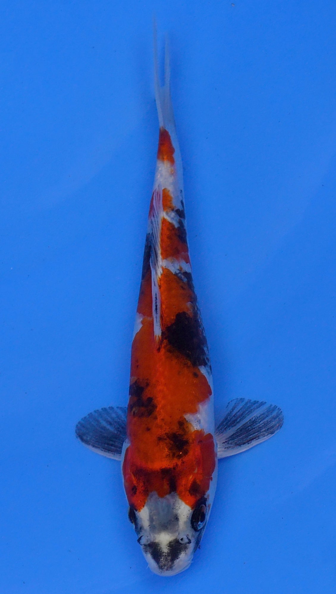 Kin Showa 10 inch - 240054215