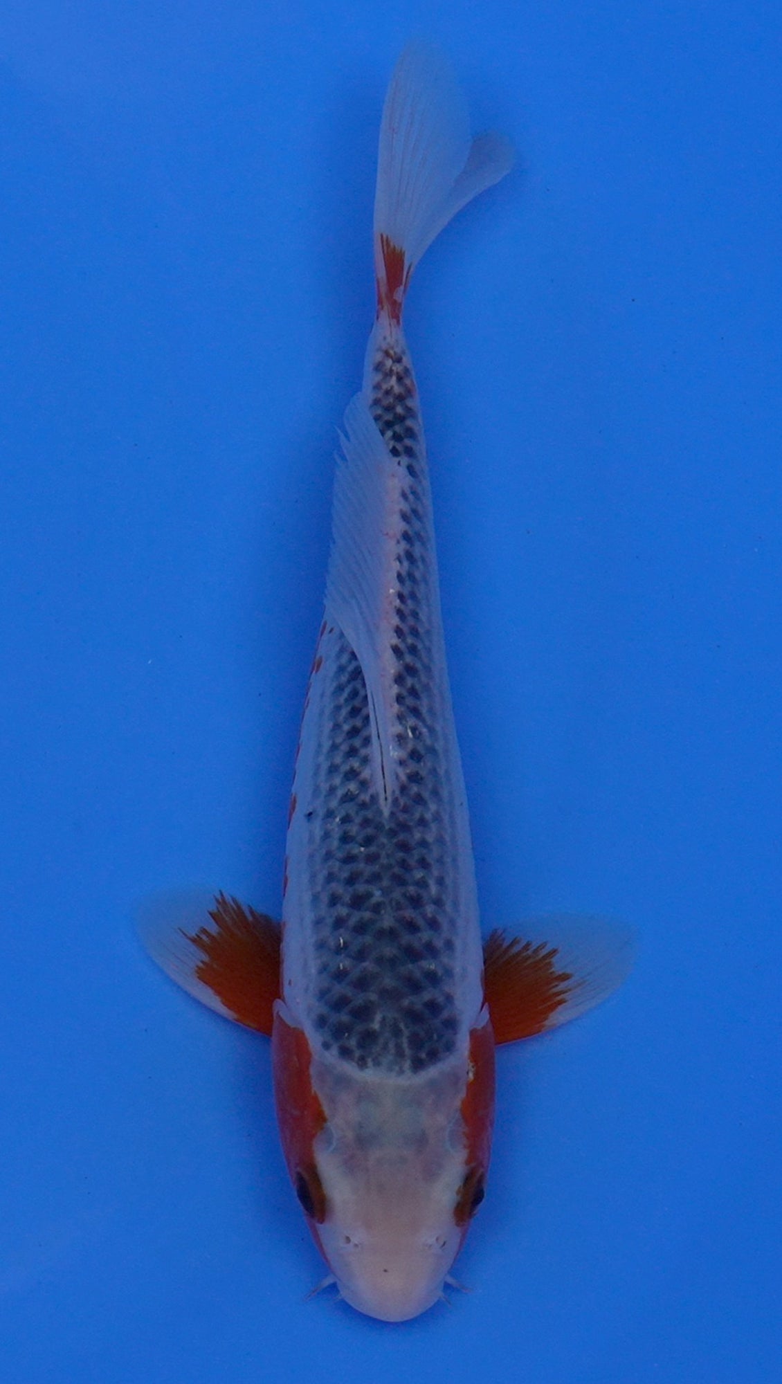 Asagi 12 inch - 240054216