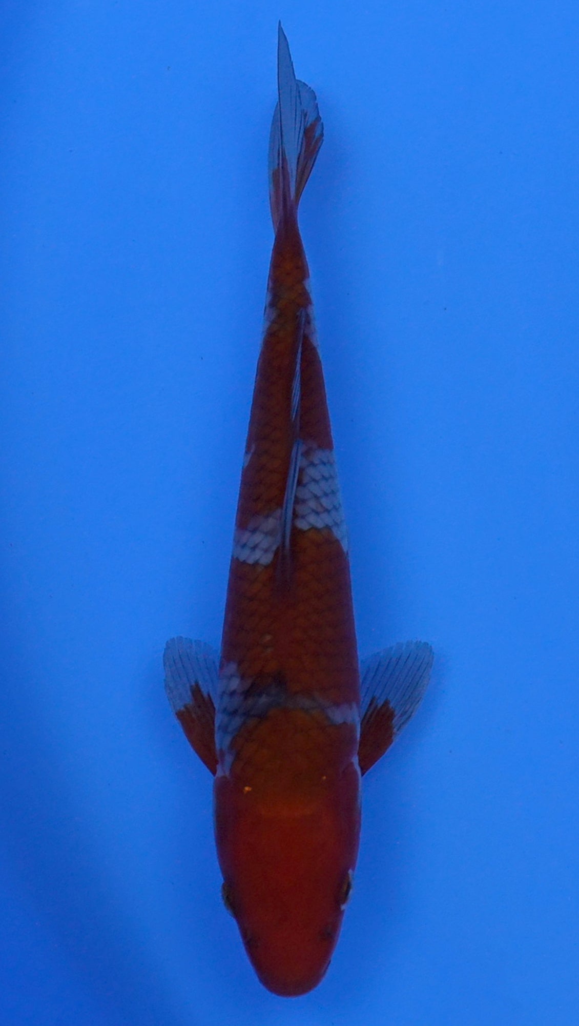 Ochiba 10 inch - 240054220