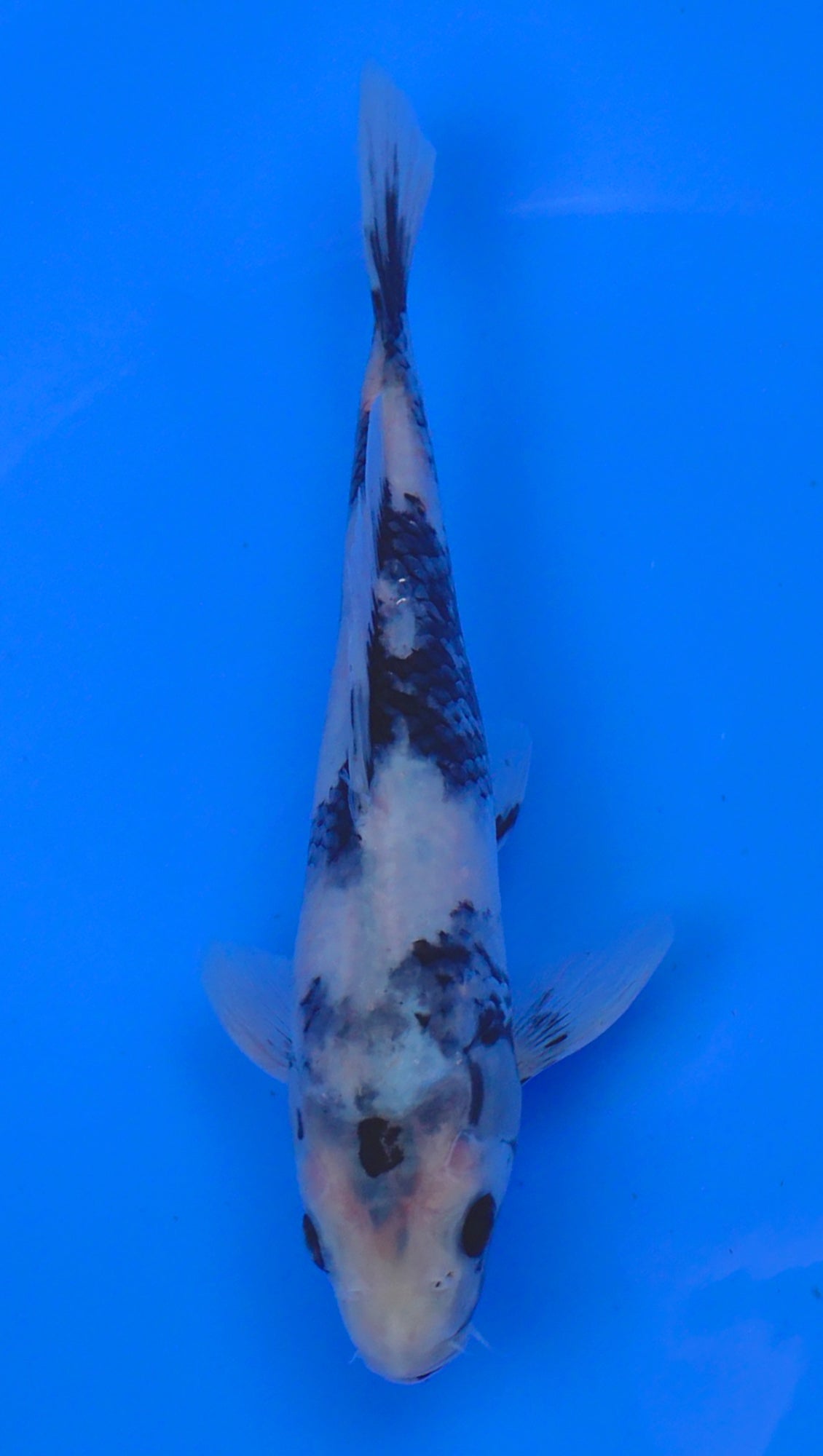 Shiro Utsuri 9 inch - 240054221