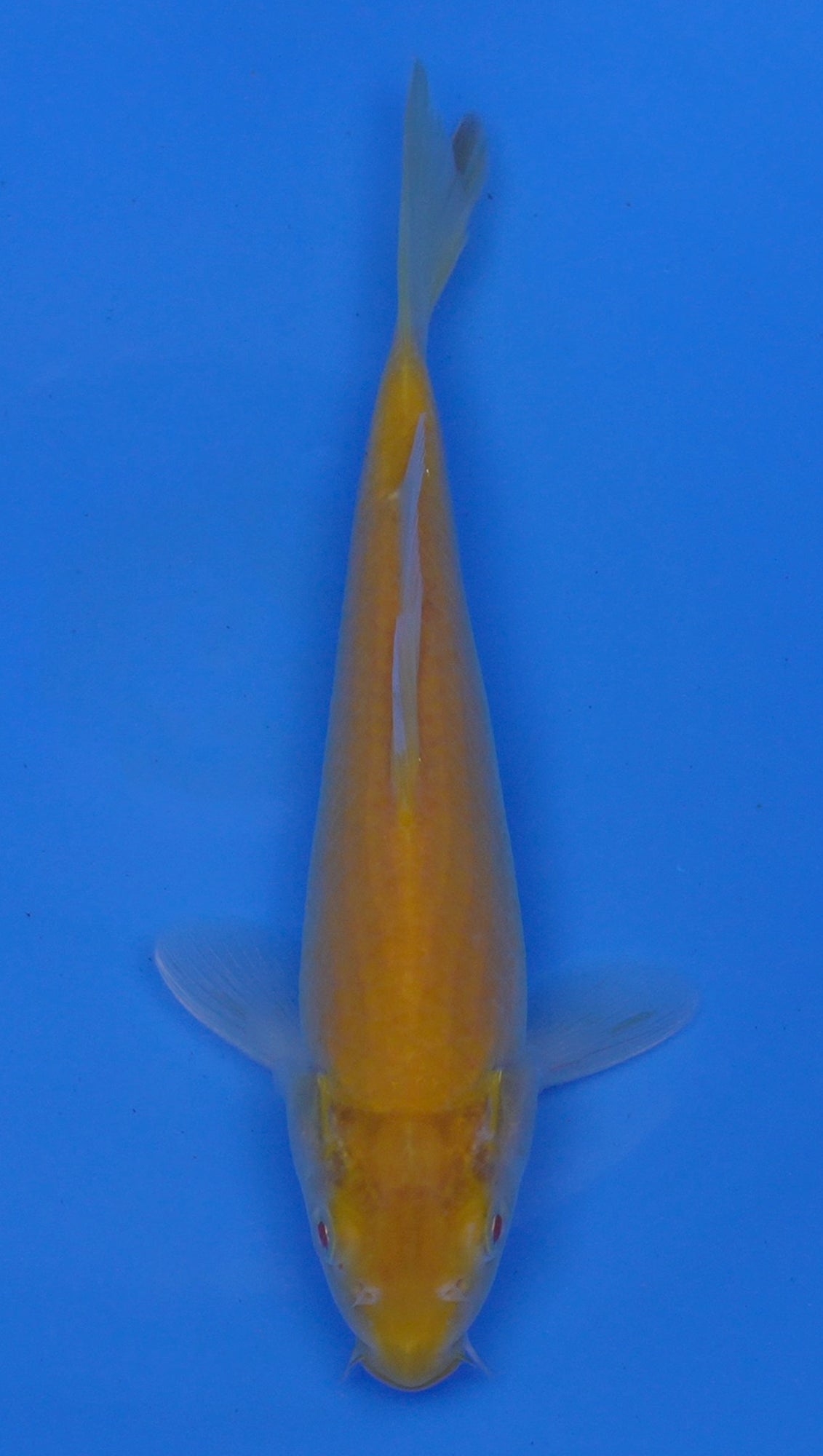 Albino Kigoi 10 inch - 240054224