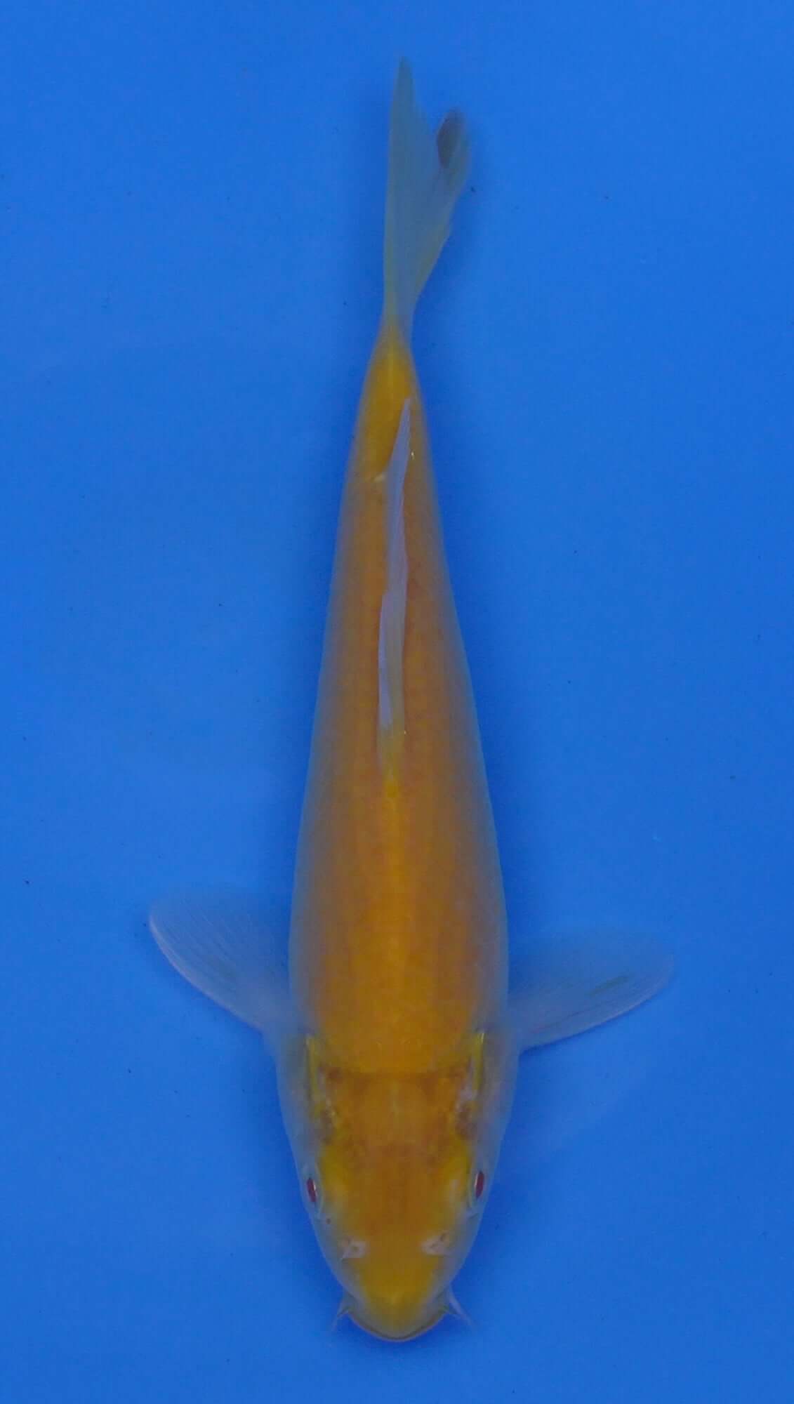 Albino Kigoi 10 inch - 240054224
