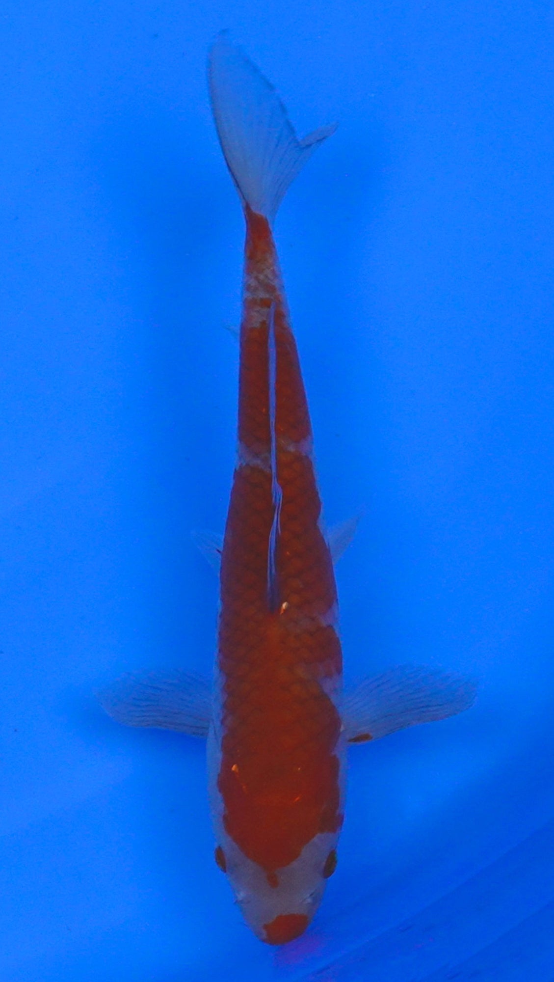 Ochiba 10 inch - 240054226