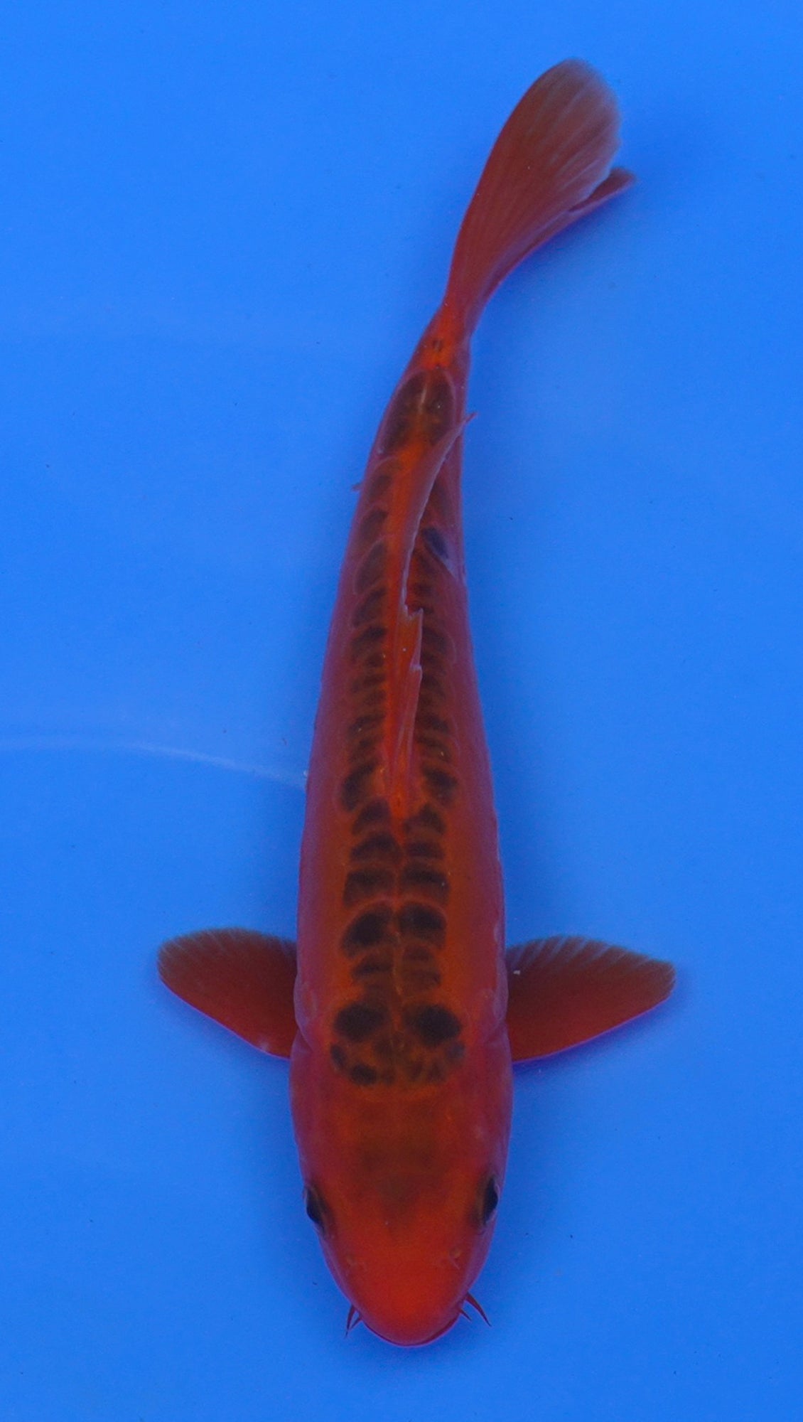 Doitsu Aka Matsuba 10 inch - 240054227