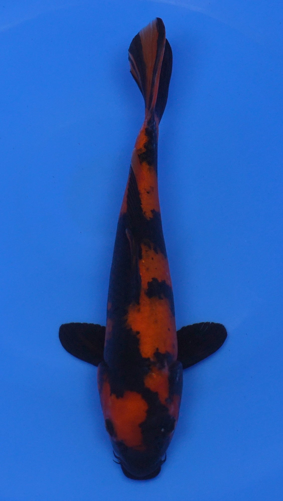 Hi Utsuri 12 inch - 240054230